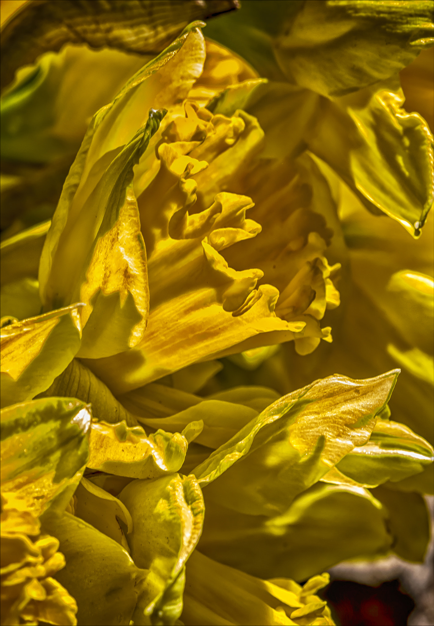 Canon EF 100mm F2.8 Macro USM sample photo. Daffodils photography