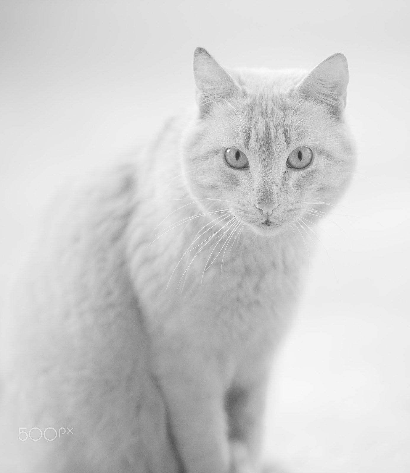 Nikon D700 sample photo. White cat photography