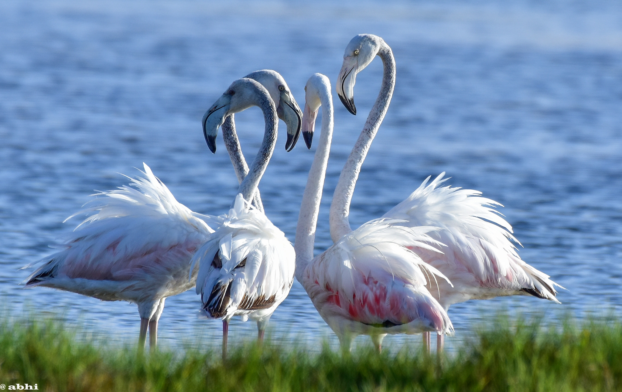 Nikon AF-S Nikkor 200-500mm F5.6E ED VR sample photo. Flemingos  photography