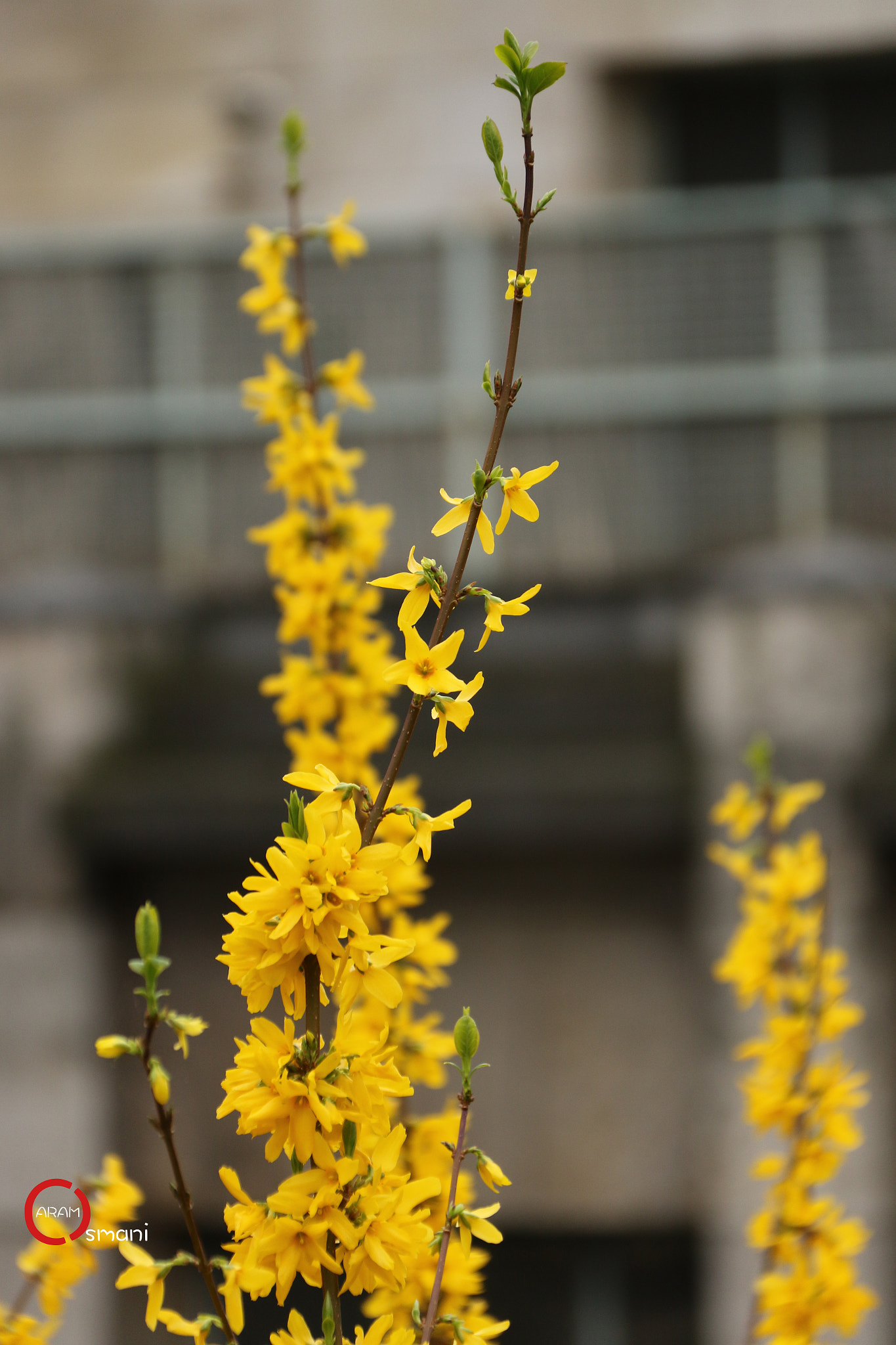 Canon EF-S 18-200mm F3.5-5.6 IS sample photo. Parc montsouris paris photography