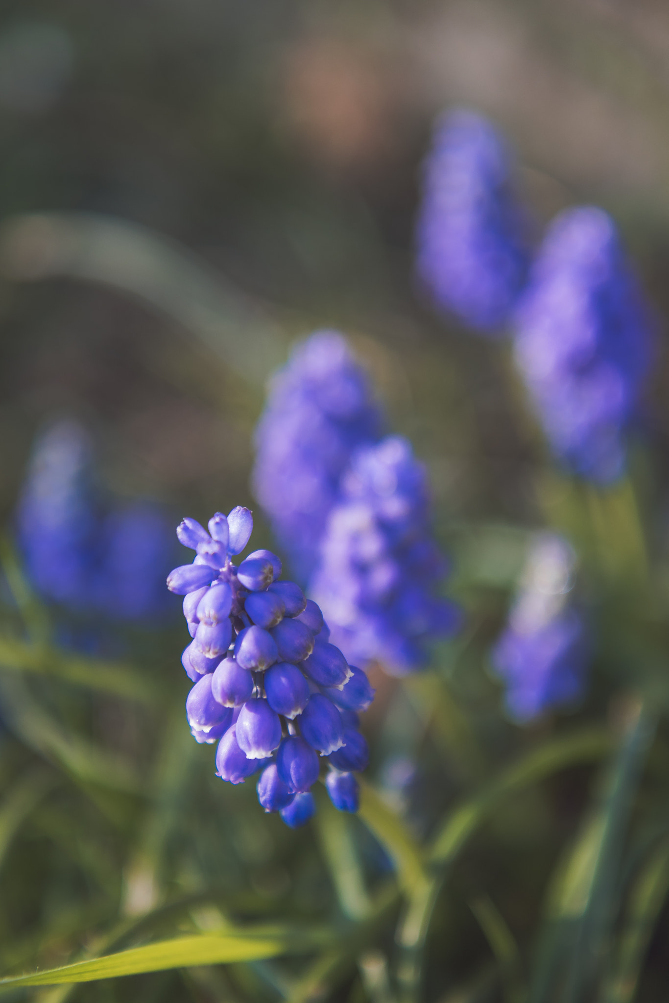 Canon EOS 750D (EOS Rebel T6i / EOS Kiss X8i) + Canon EF-S 17-55mm F2.8 IS USM sample photo. Grape hyacinth photography