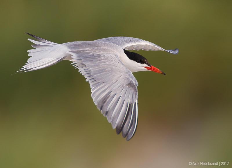 Canon EF 500mm F4L IS USM sample photo. Common tern photography