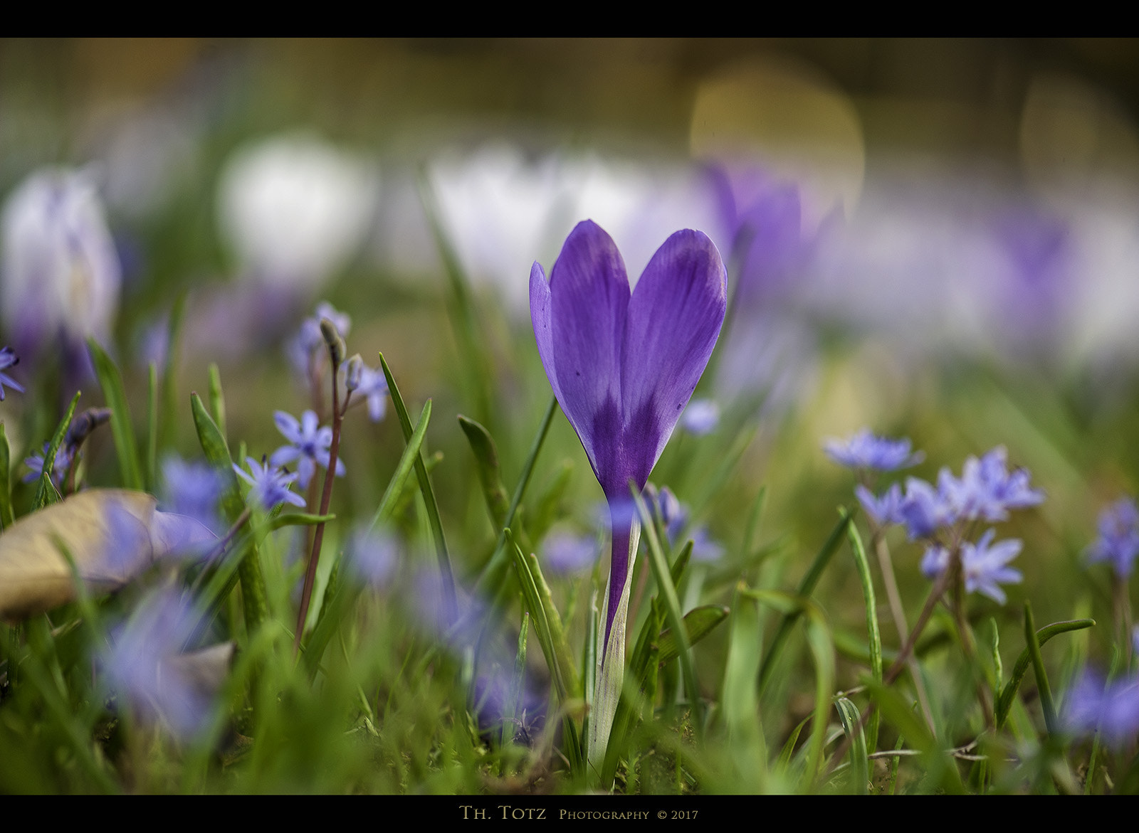 Nikon D700 + Nikon AF-S Micro-Nikkor 105mm F2.8G IF-ED VR sample photo. Crocuses in the grass photography