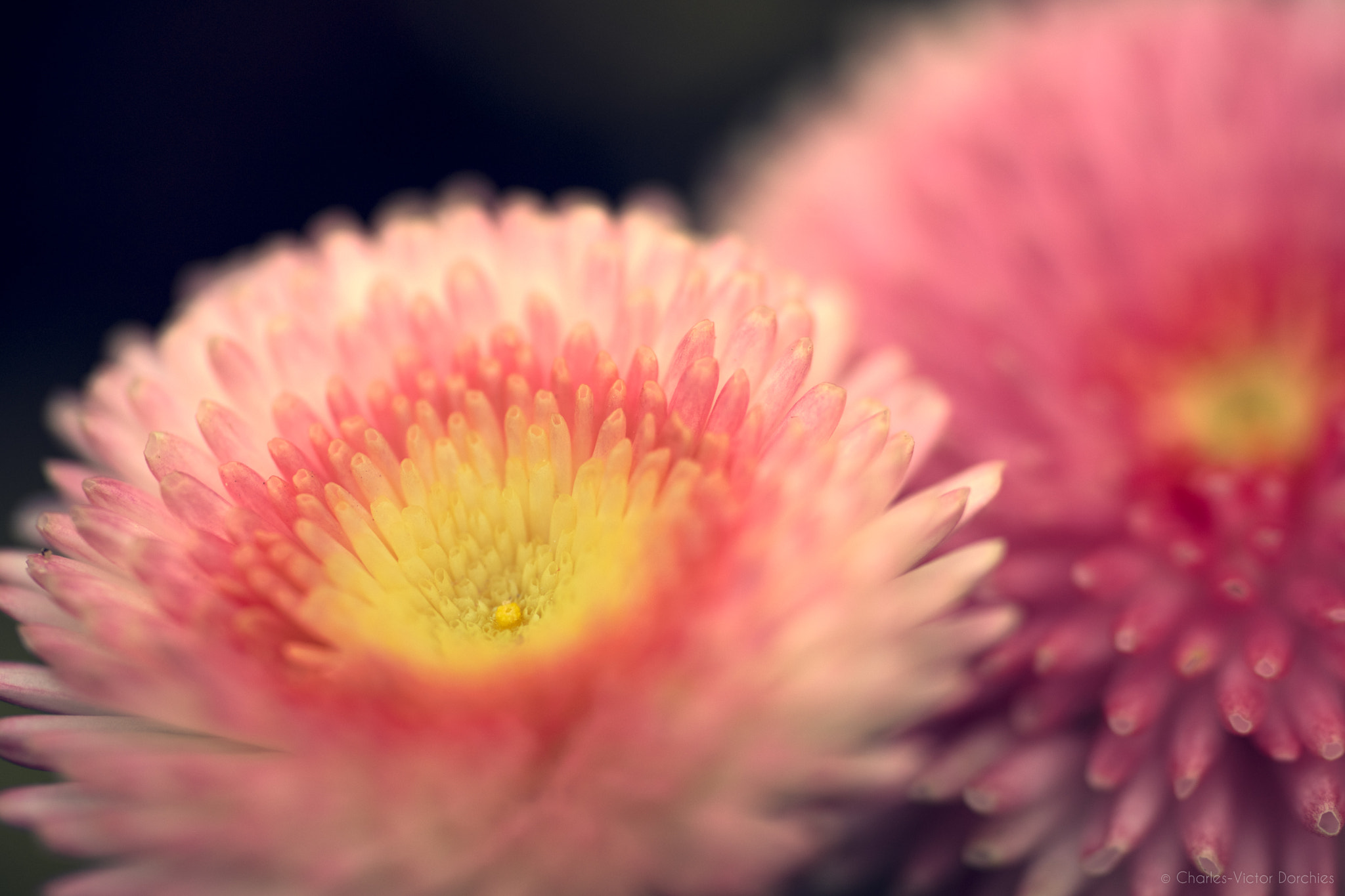 Sony a7 II + Sony FE 90mm F2.8 Macro G OSS sample photo