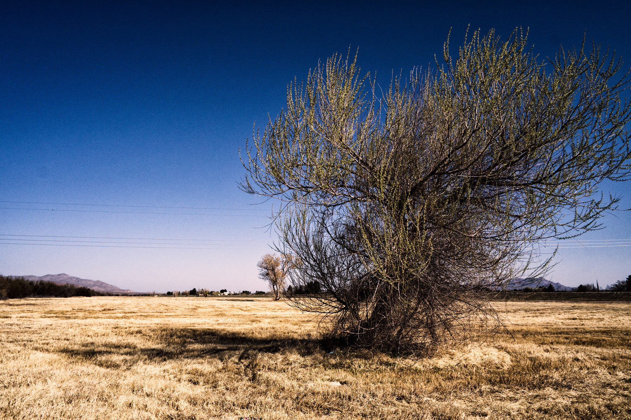 Samsung NX mini sample photo. Hanging tree photography