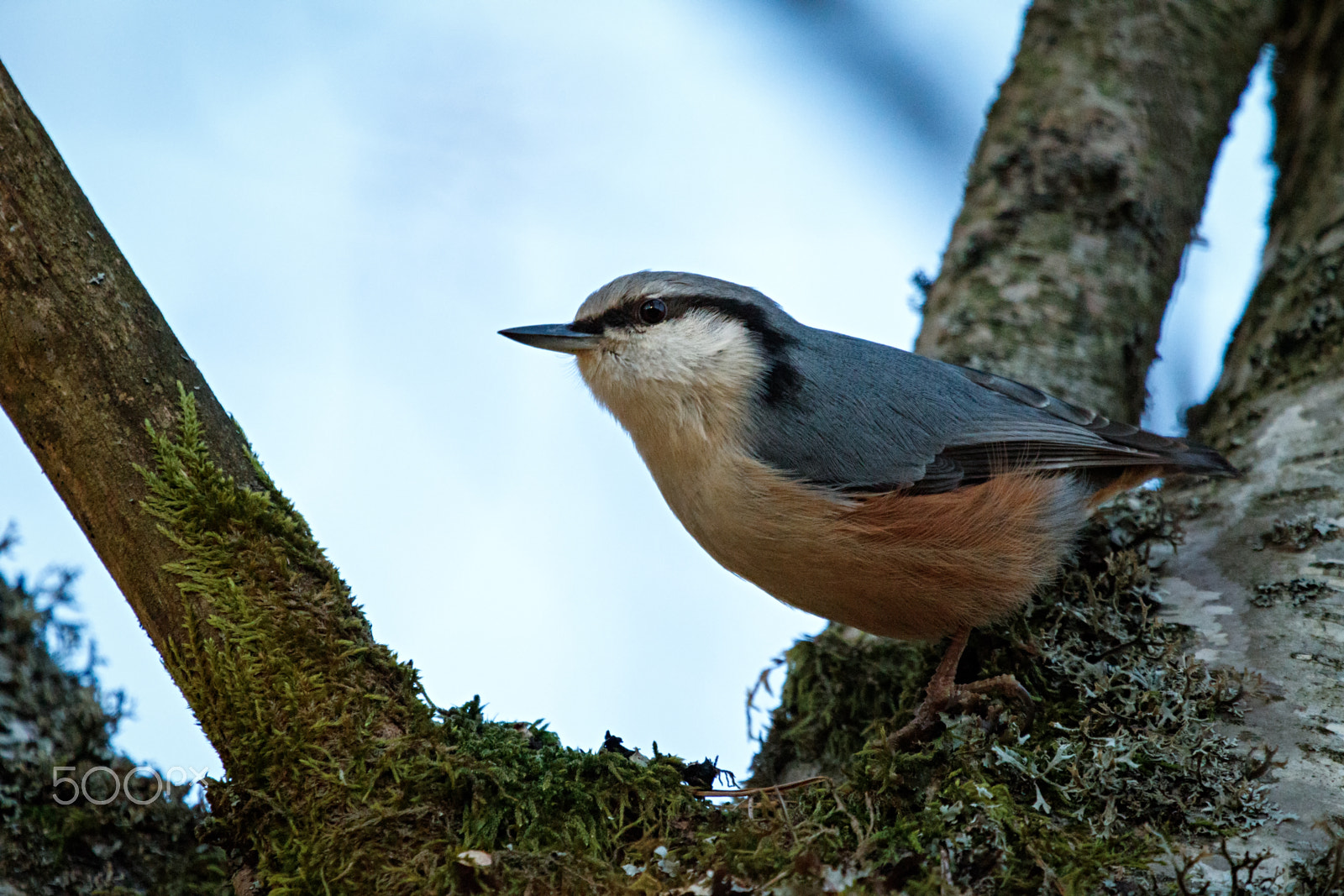 Canon EOS 7D Mark II + Canon EF 100-400mm F4.5-5.6L IS USM sample photo. Nuthatch (sitta europea) photography