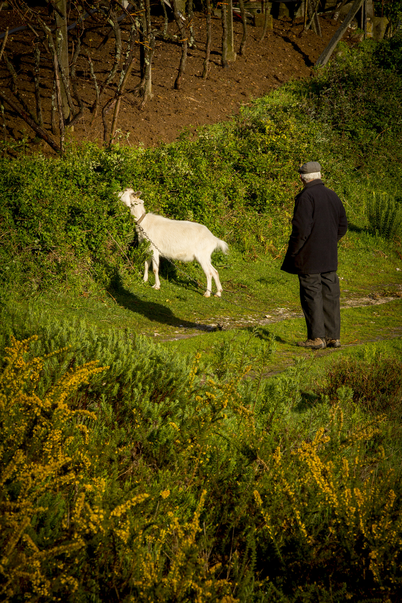 Canon EF 70-200mm F2.8L IS II USM sample photo. The goat and the shepperd photography