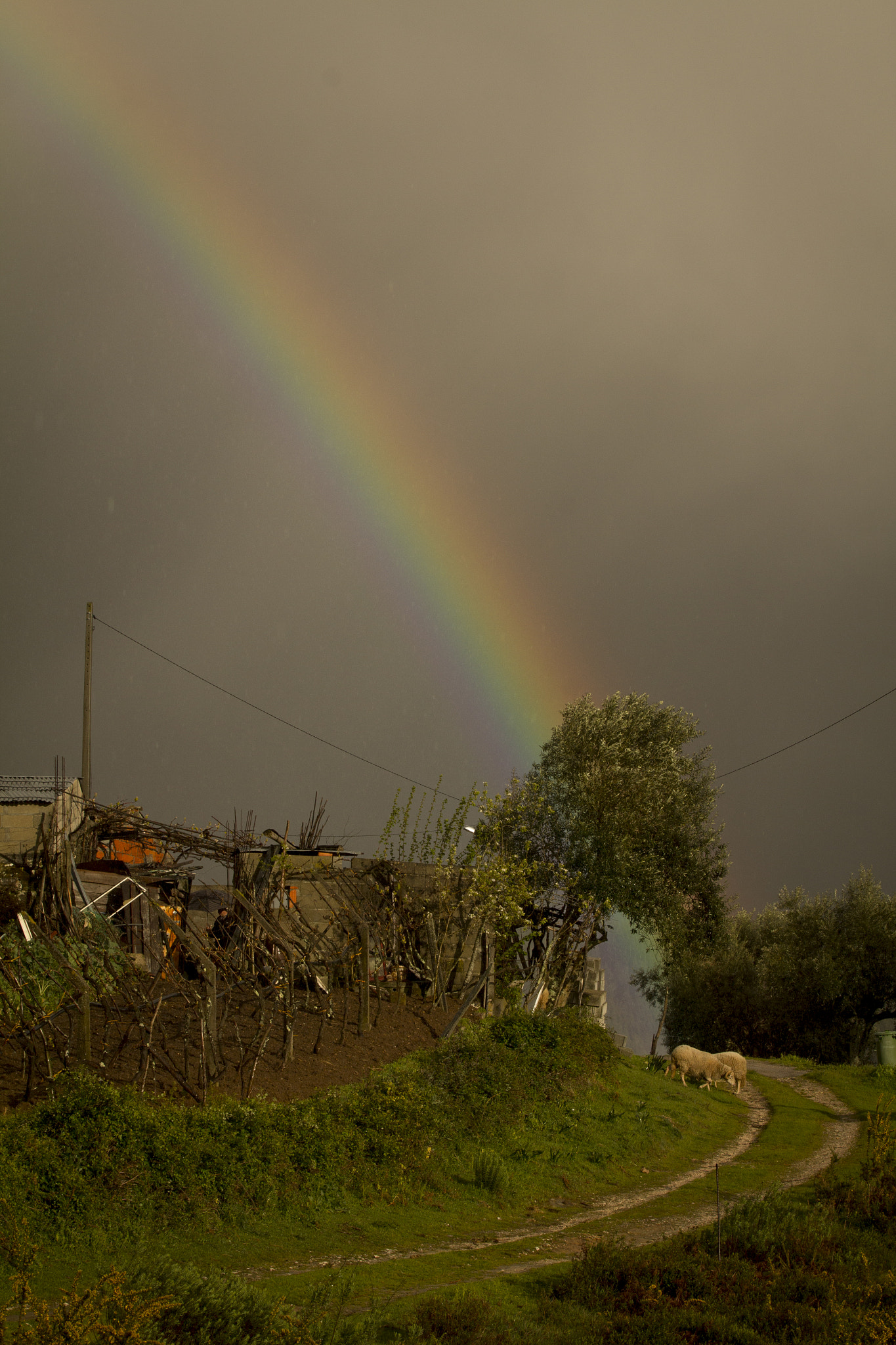Canon EF 70-200mm F2.8L IS II USM sample photo. Rainbow photography