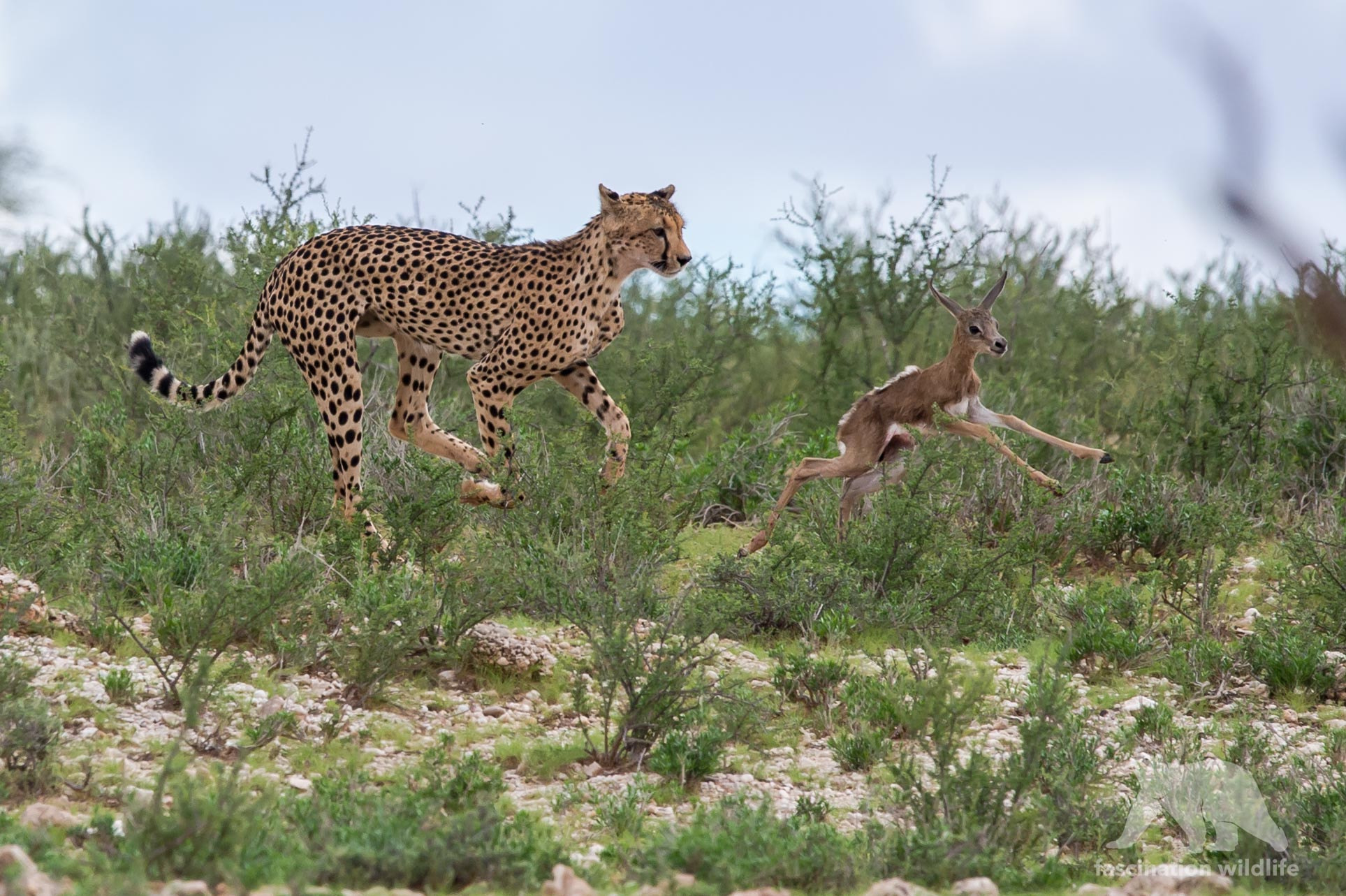 Sigma 150-600mm F5-6.3 DG OS HSM | S sample photo. The hunt photography