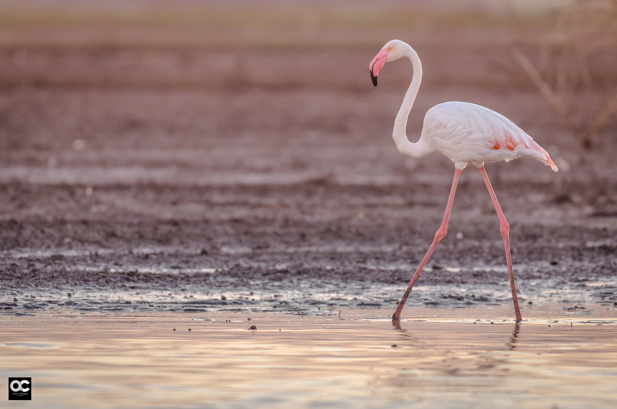 Nikon AF-S Nikkor 200-500mm F5.6E ED VR sample photo. Mr. lonely photography