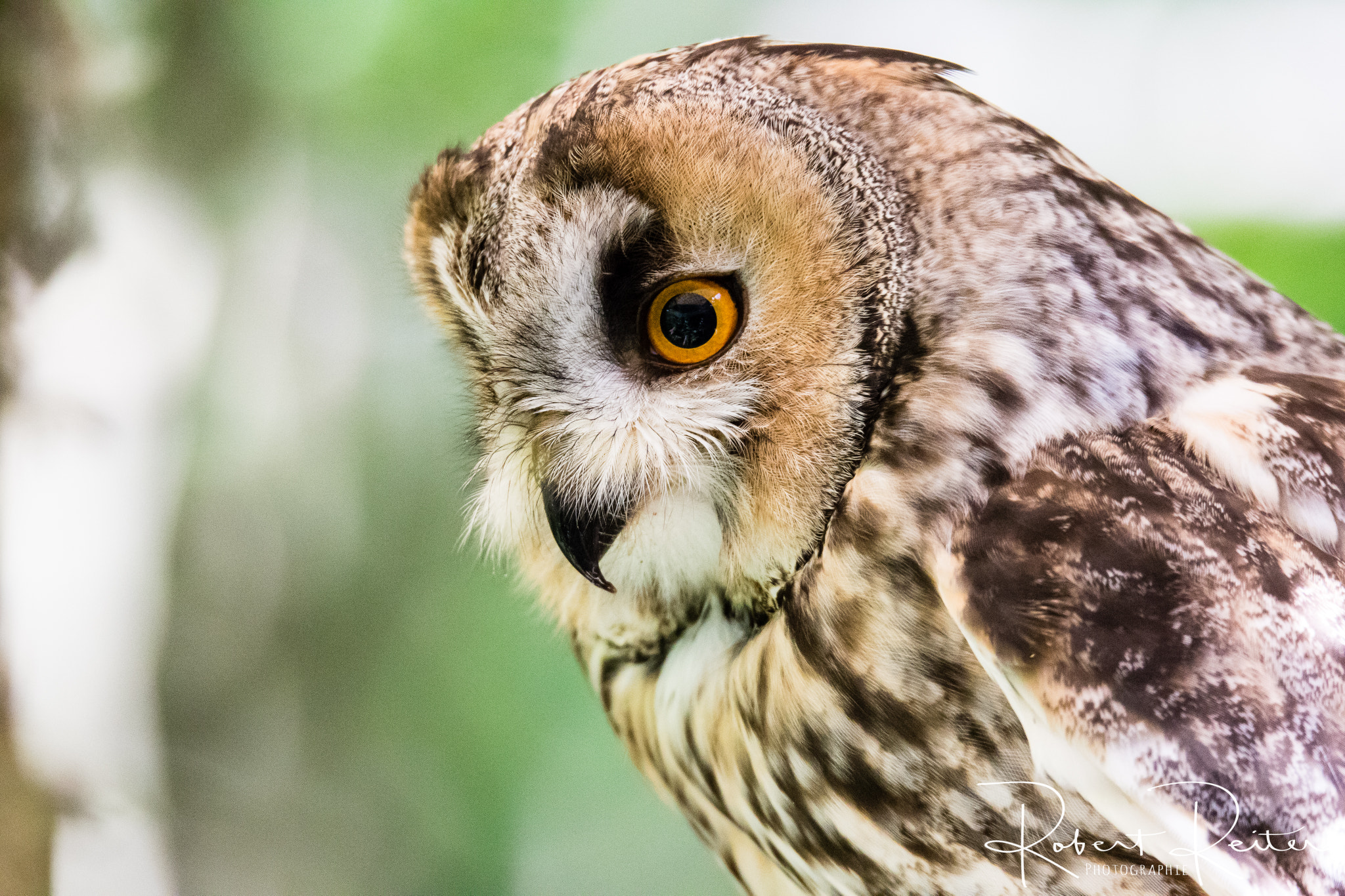 150-600mm F5-6.3 DG OS HSM | Sports 014 sample photo. Boreal owl photography