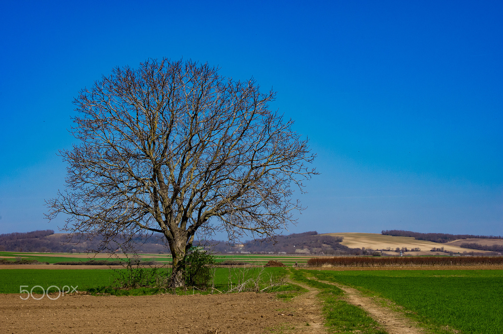 Pentax K-x sample photo. Spring walk photography