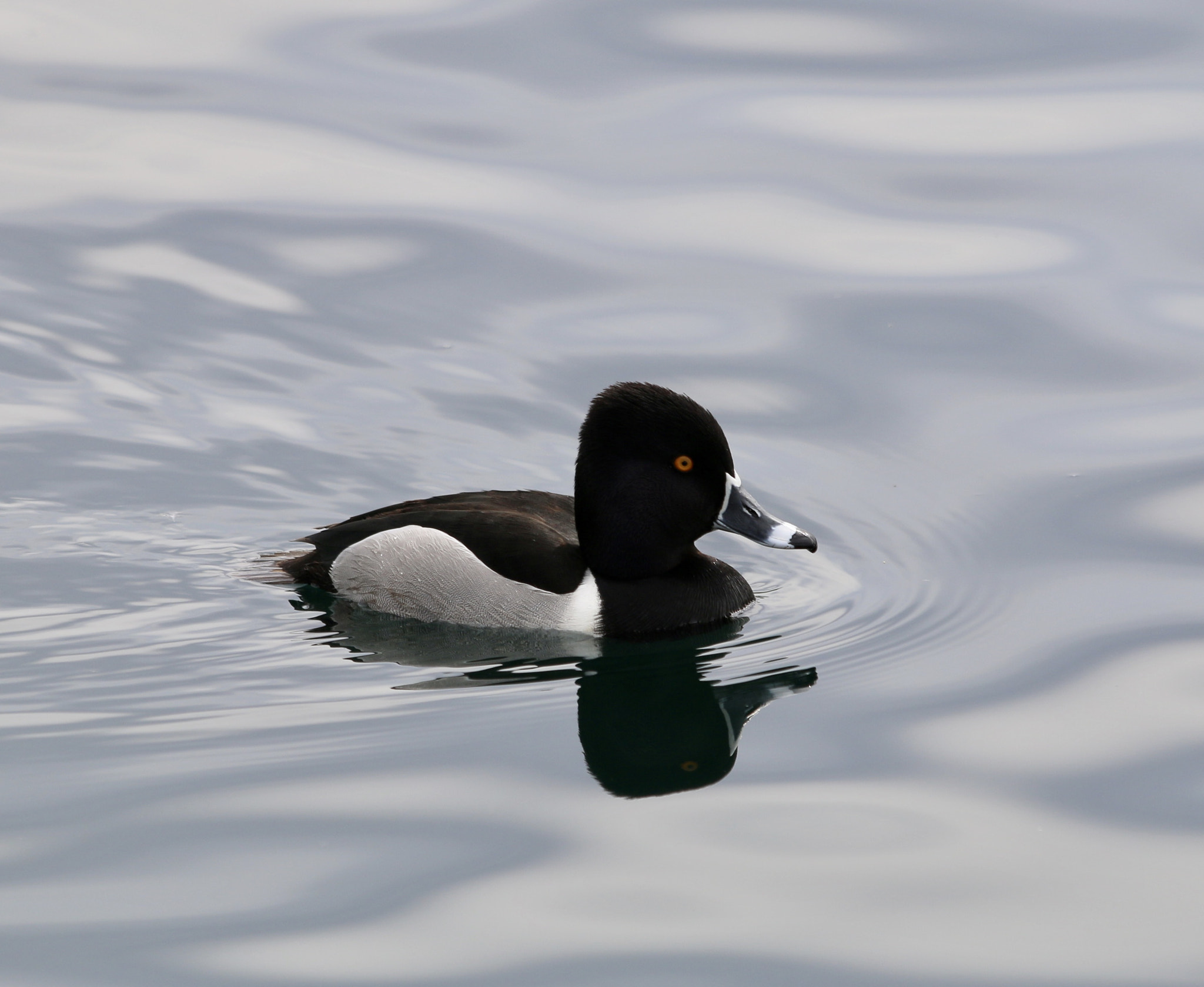 Canon EF 70-300mm F4-5.6 IS USM sample photo. Ring- necked duck photography
