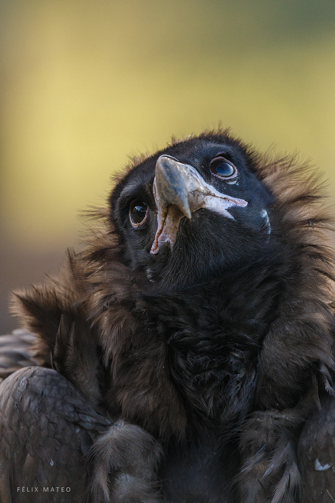 Canon EF 800mm F5.6L IS USM sample photo. Black vulture (aegypius monachus) photography