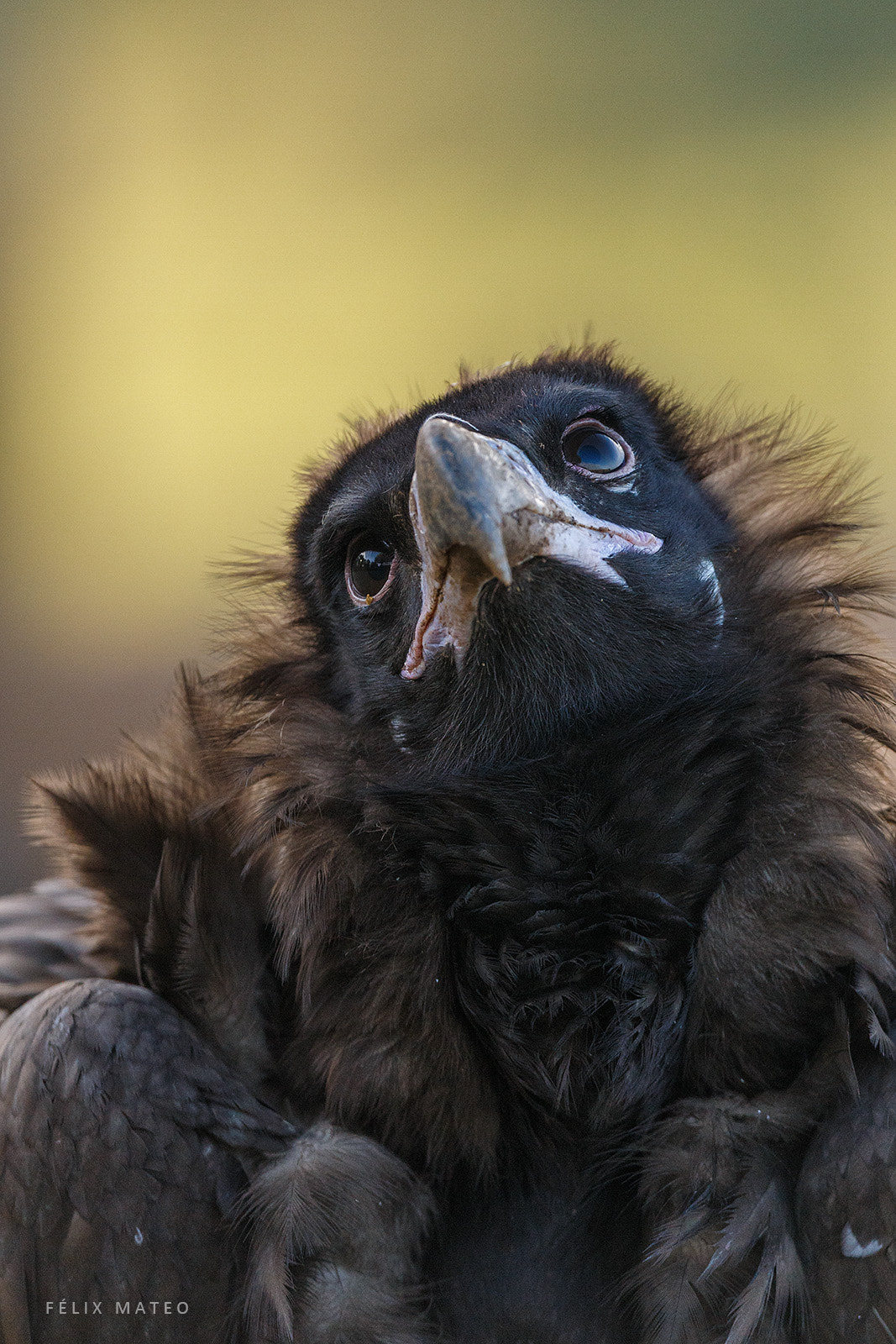 Canon EOS 6D + Canon EF 800mm F5.6L IS USM sample photo. Black vulture (aegypius monachus) photography