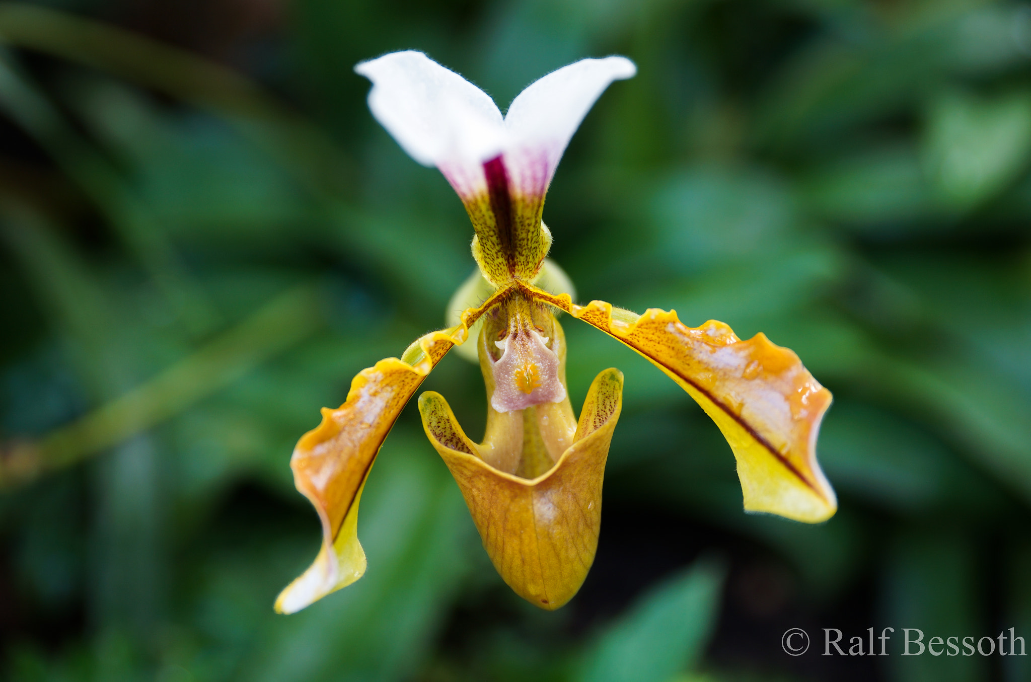 Sony a99 II + 24-70mm F2.8-2.8 SSM sample photo. Flower photography