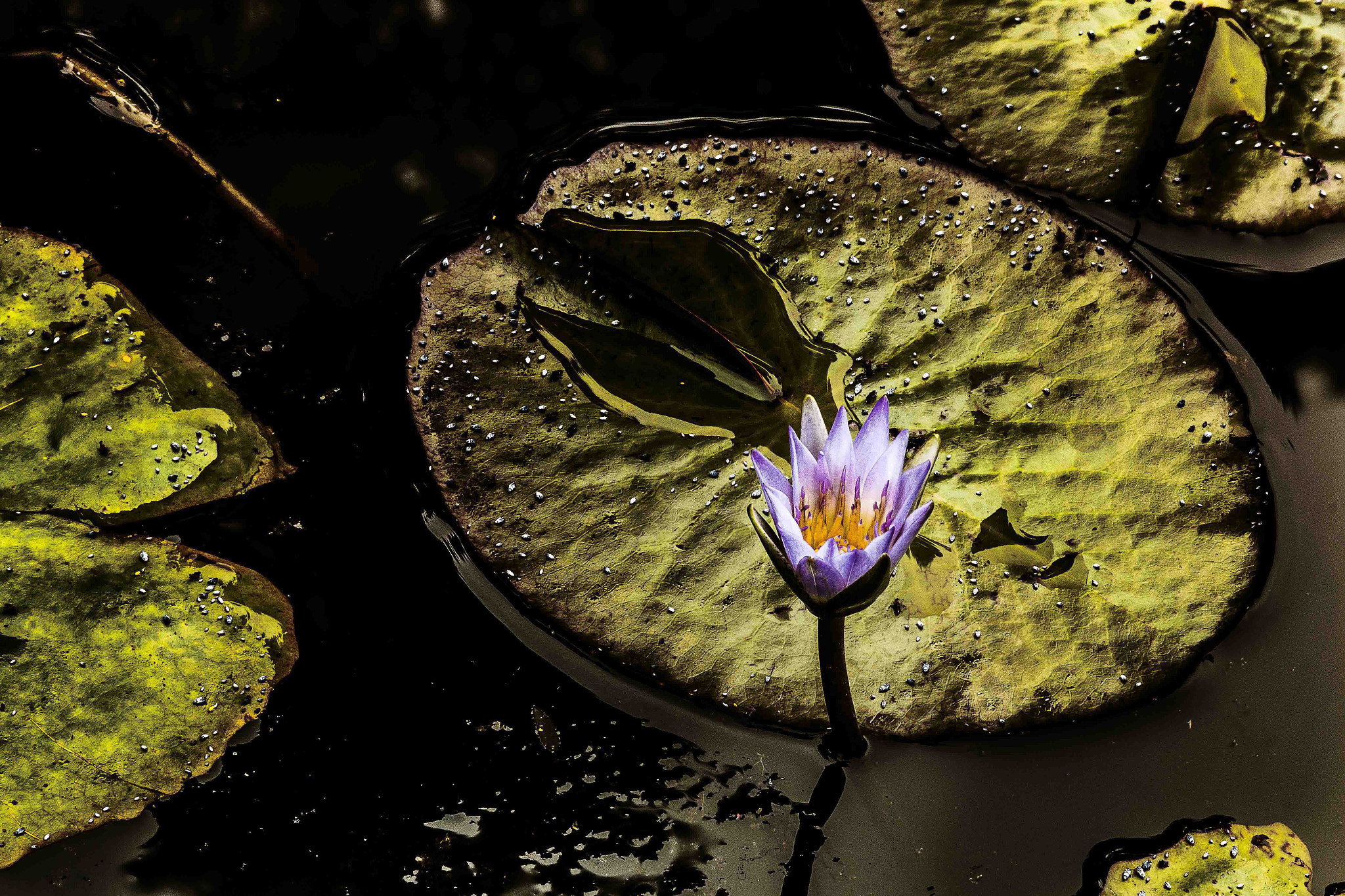 Canon EF 28-135mm F3.5-5.6 IS USM sample photo. Oliente photography