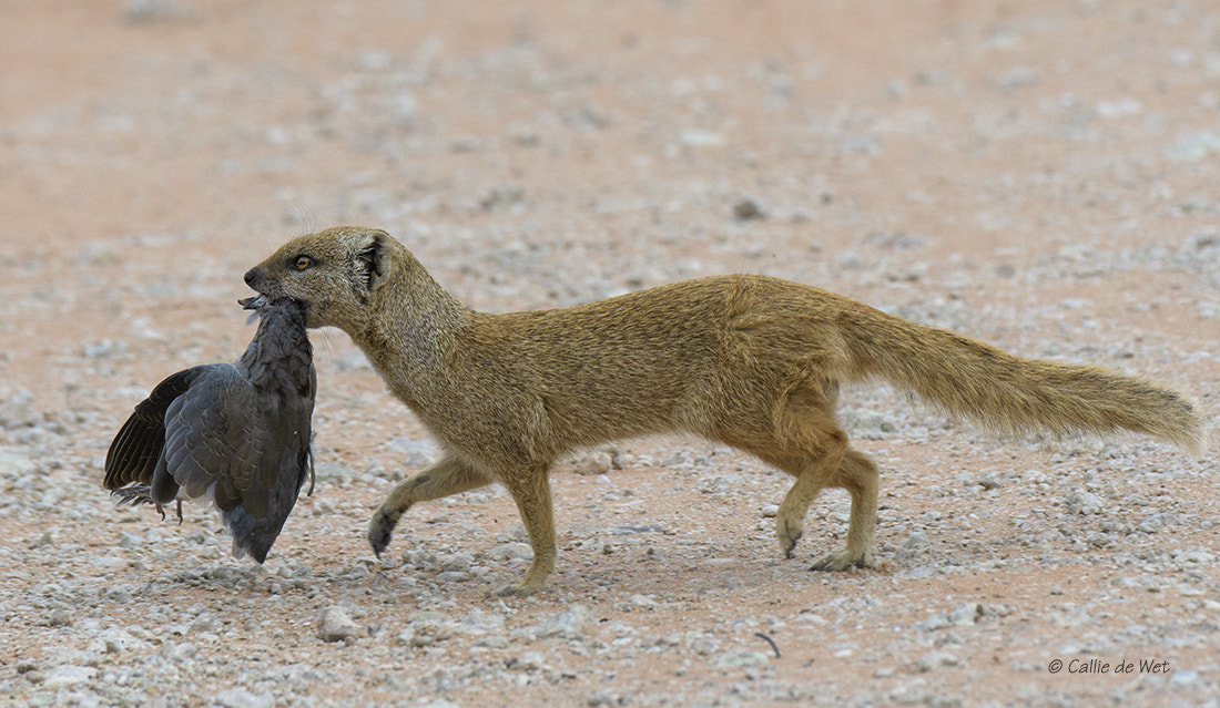 Nikon D500 sample photo. Off to feed the kids! 1/3 photography