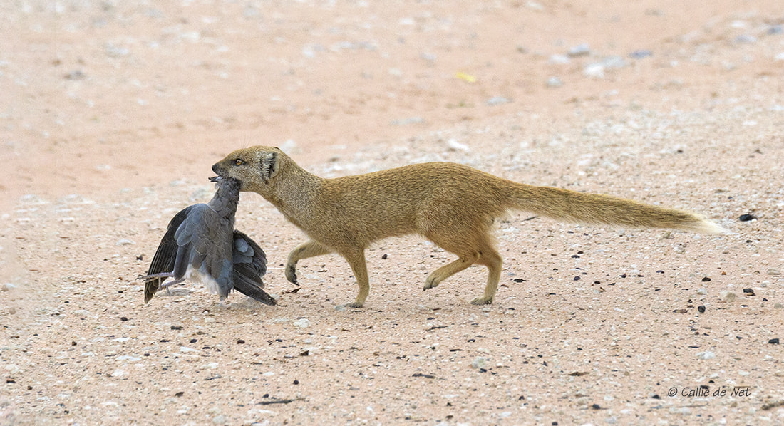 Nikon D500 sample photo. Off to feed the kids! 2/3 photography