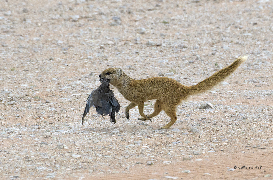 Nikon D500 sample photo. Off to feed the kids! 3/3 photography