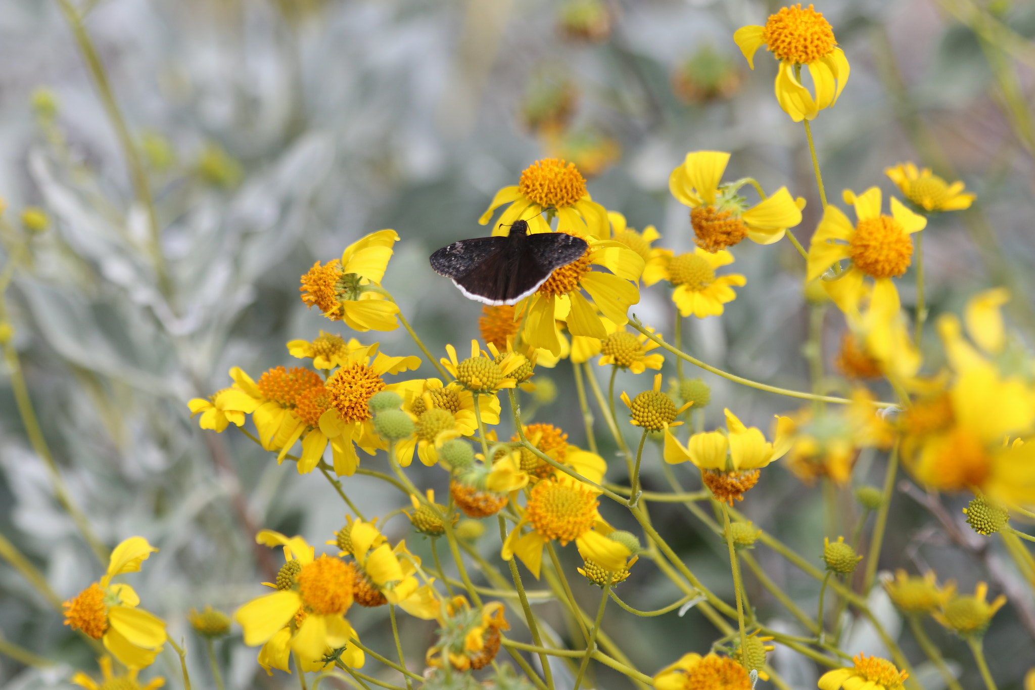 Canon EF 70-300mm F4-5.6 IS USM sample photo. Butterfly photography