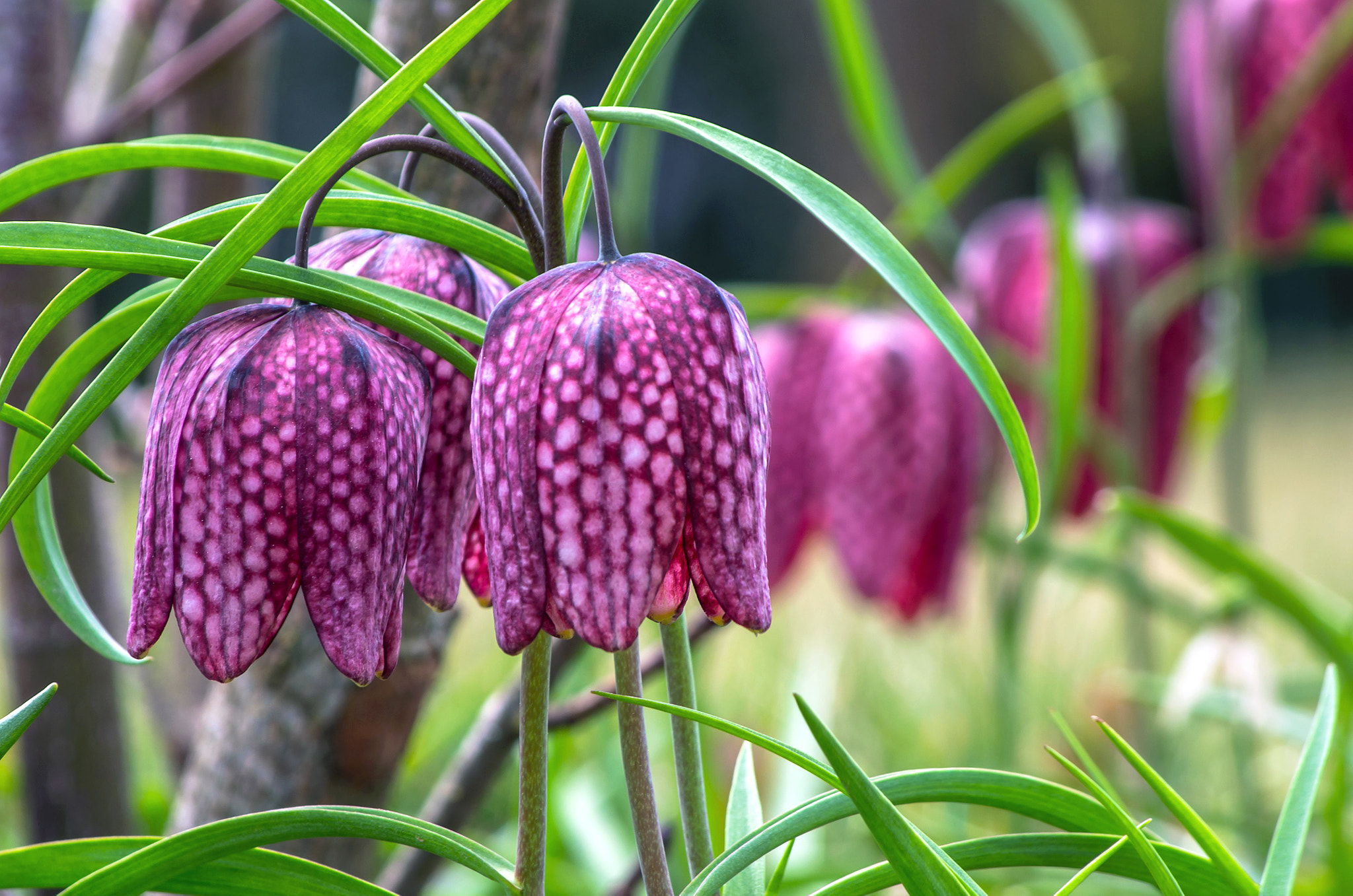 Pentax smc DA 55-300mm F4.0-5.8 ED sample photo. Fritillaria meleagris photography