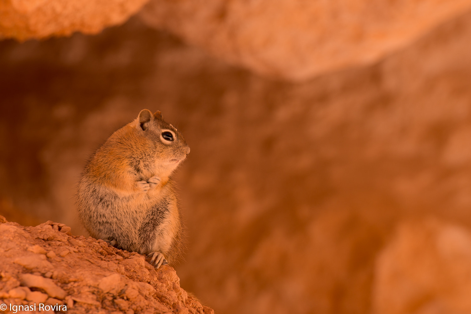 Nikon D600 sample photo. Callospermophilus lateralis, bryce canyon national park, utah, eeuu photography