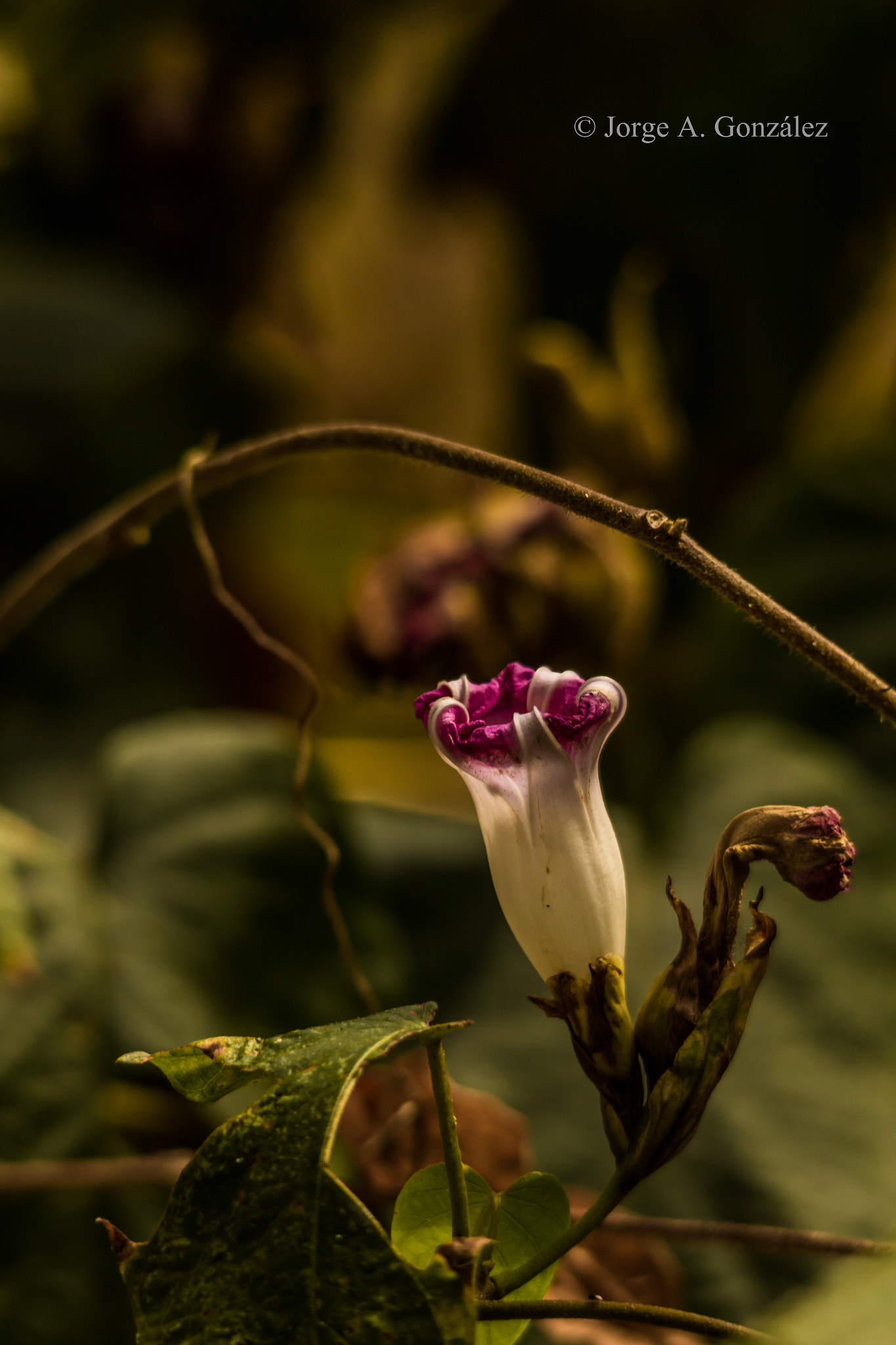 Sigma 150-500mm F5-6.3 DG OS HSM sample photo. Ipomea sp photography