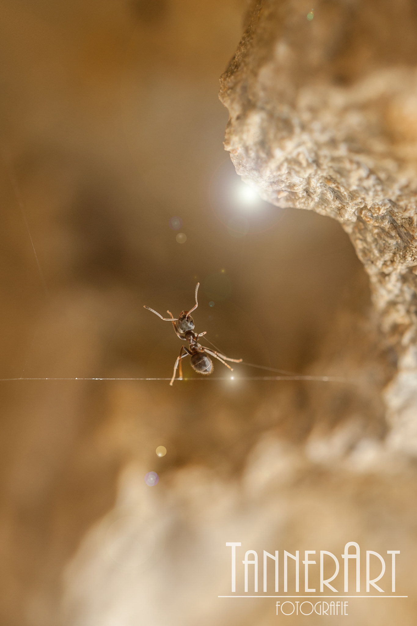 Sigma 150mm F2.8 EX DG OS Macro HSM sample photo. Seiltänzer photography