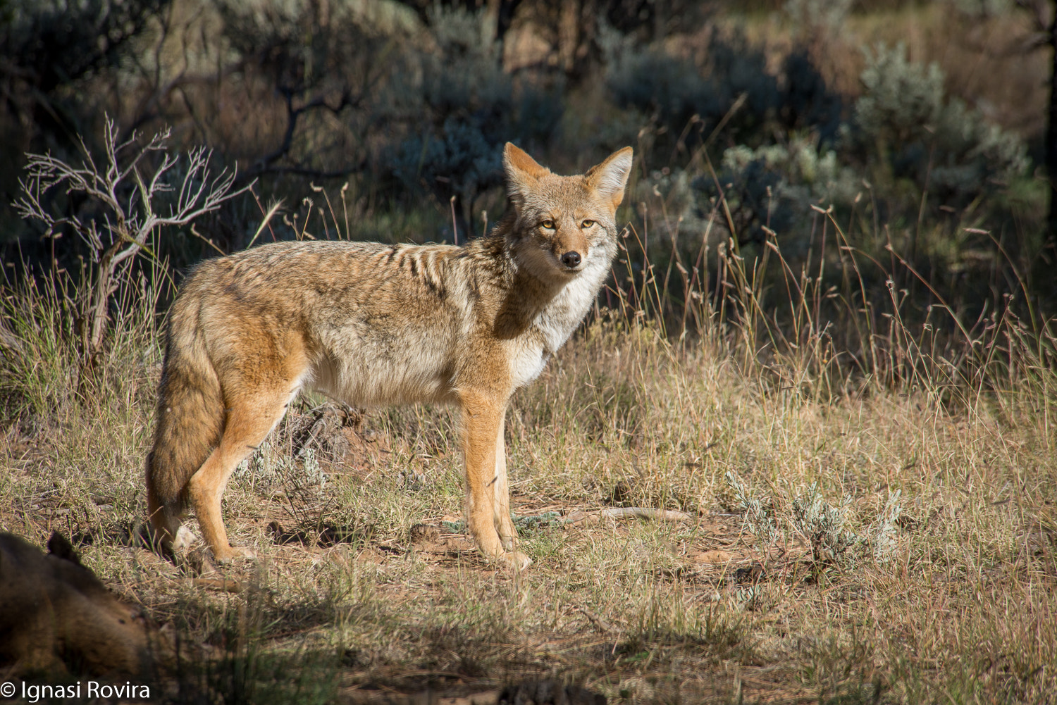 Nikon D600 sample photo. Canis latrans, grand canyon national park, (south rims), arizona, eeuu photography
