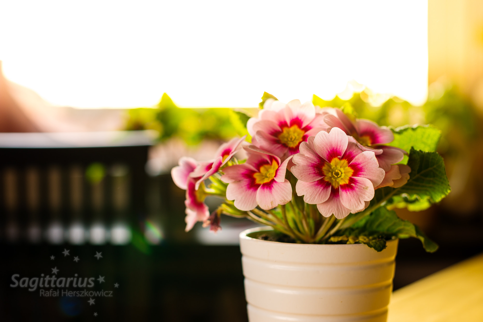 Nikon D610 + Nikon AF-S Nikkor 50mm F1.4G sample photo. Primula the sign of spring (81/365) photography