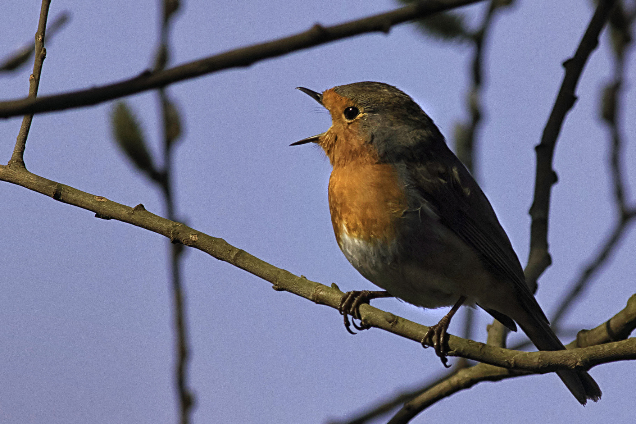 Canon EOS 7D Mark II sample photo. A fierce singer in spring photography