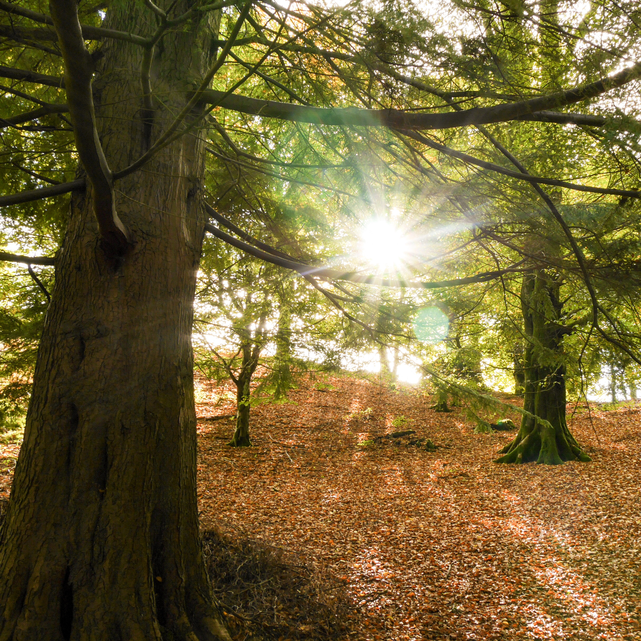 Panasonic Lumix DMC-G6 sample photo. Autumn sun, red wood, grasmere photography