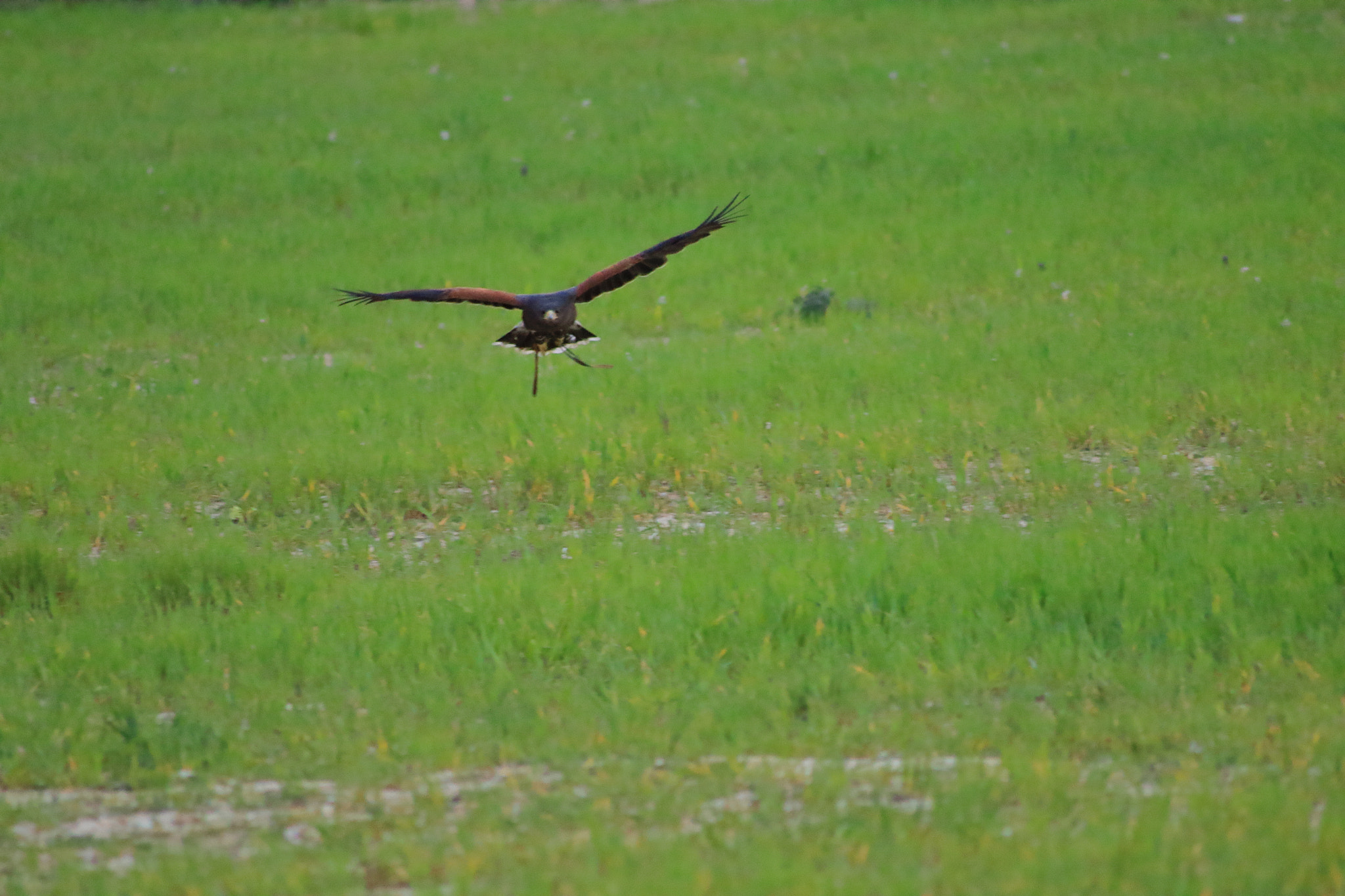 Canon EOS 1300D (EOS Rebel T6 / EOS Kiss X80) sample photo. Poder volar photography