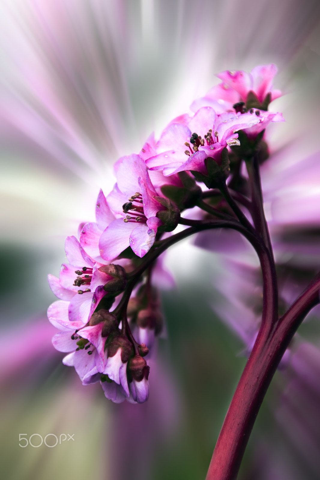 Nikon D5500 + Sigma 28-300mm F3.5-6.3 DG Macro sample photo. The flower bergenia photography