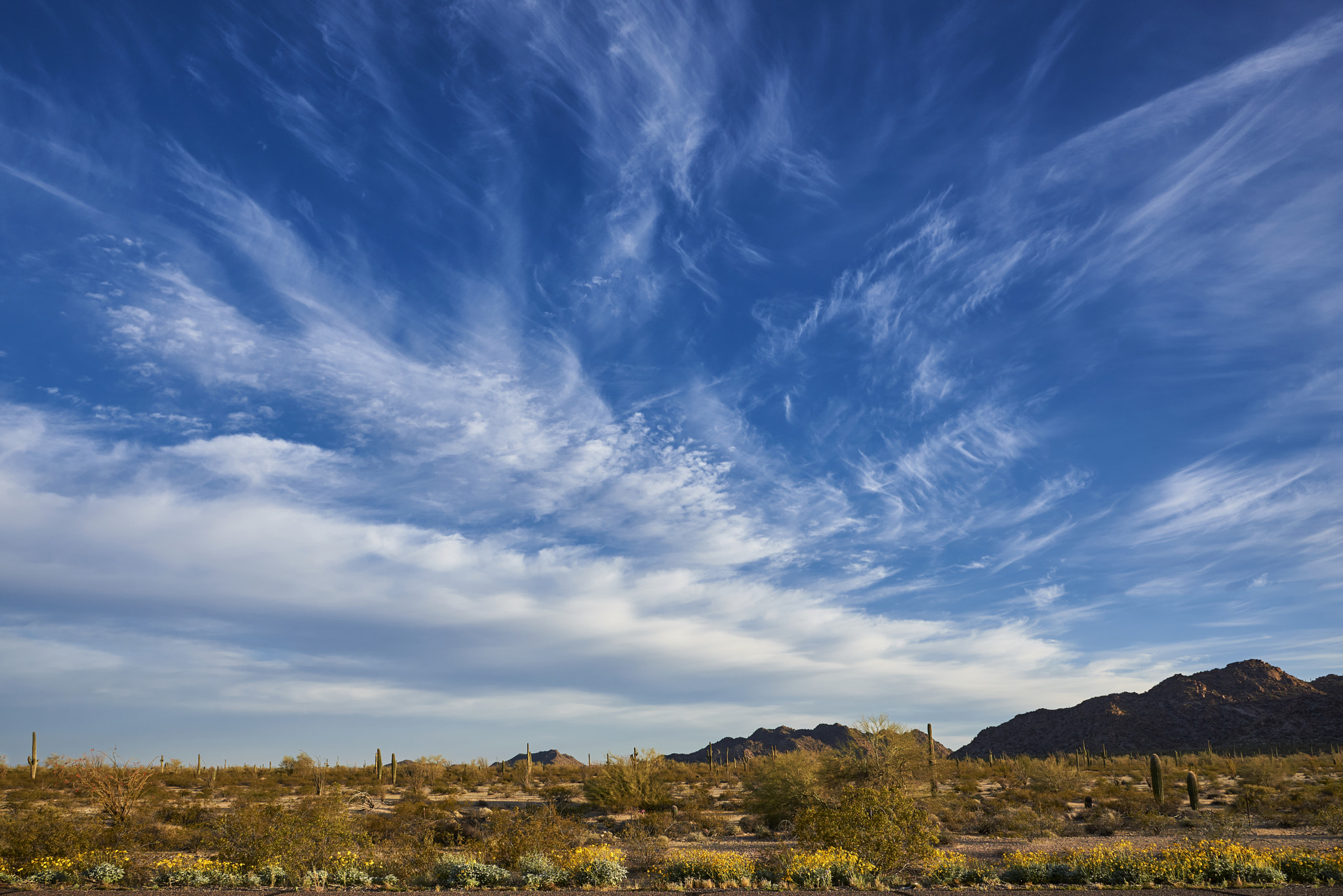 Nikon D750 sample photo. Desert morning photography