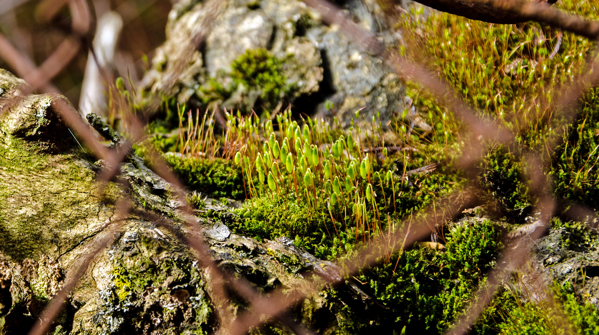 Nikon D5100 sample photo. Moss on the rocks photography