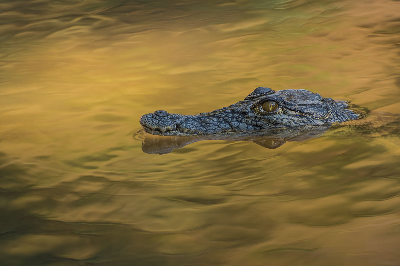 Nikon D500 sample photo. Crocodile, zambezi river, victoria falls photography