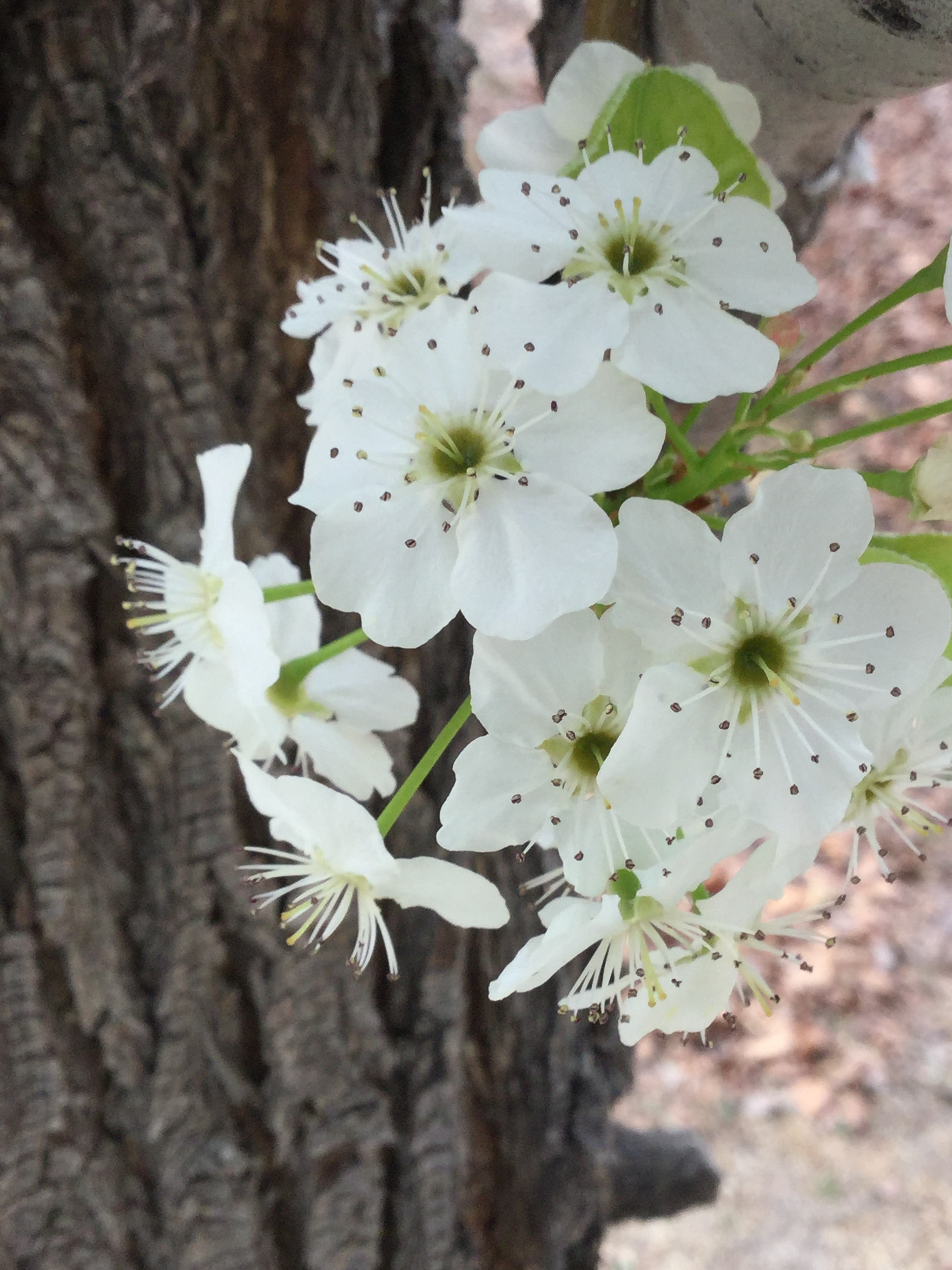 Apple iPad5,3 sample photo. Blooming apple tree photography