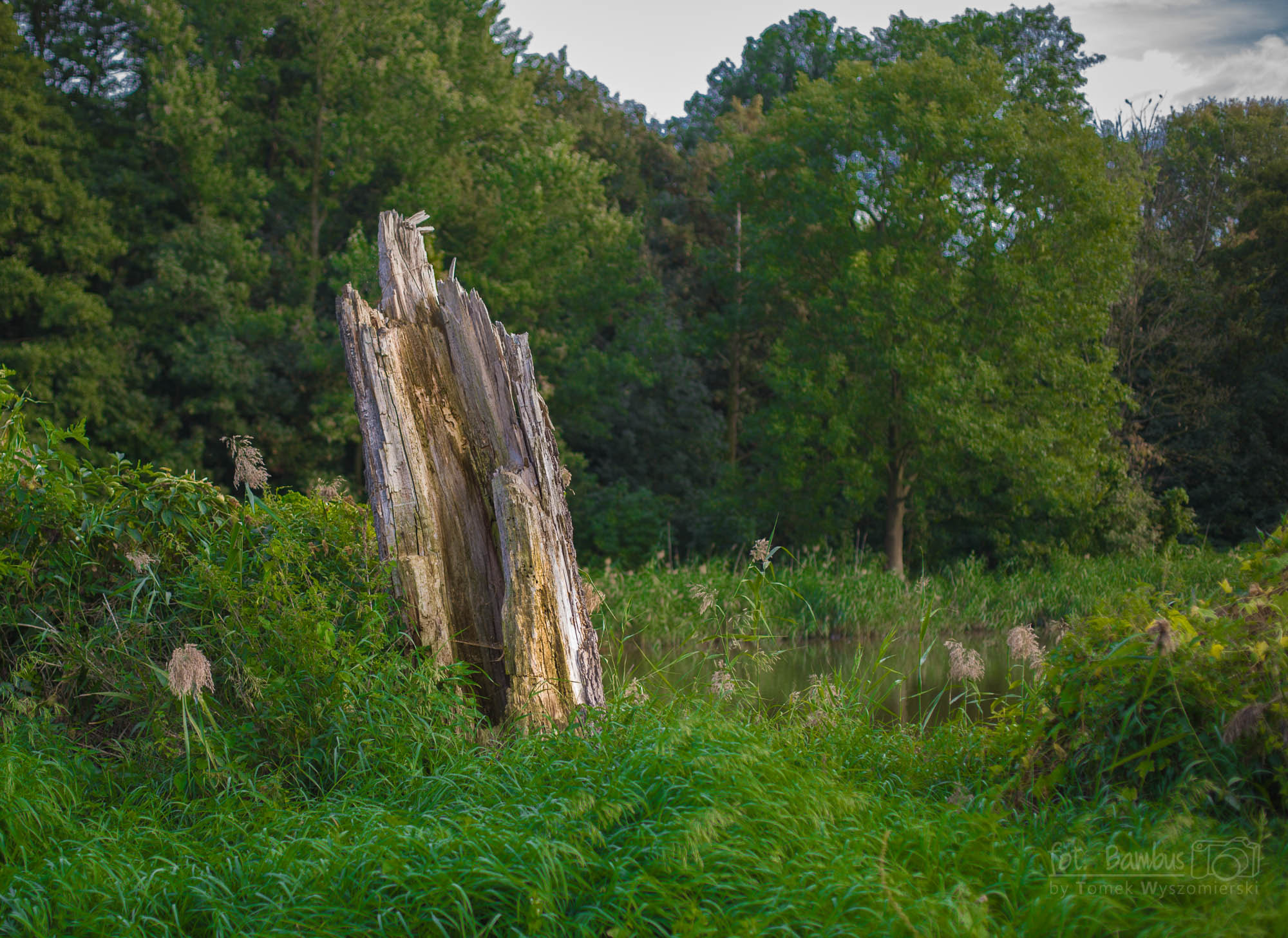 Canon EOS 5D + Canon EF 50mm F1.4 USM sample photo. Old tree photography