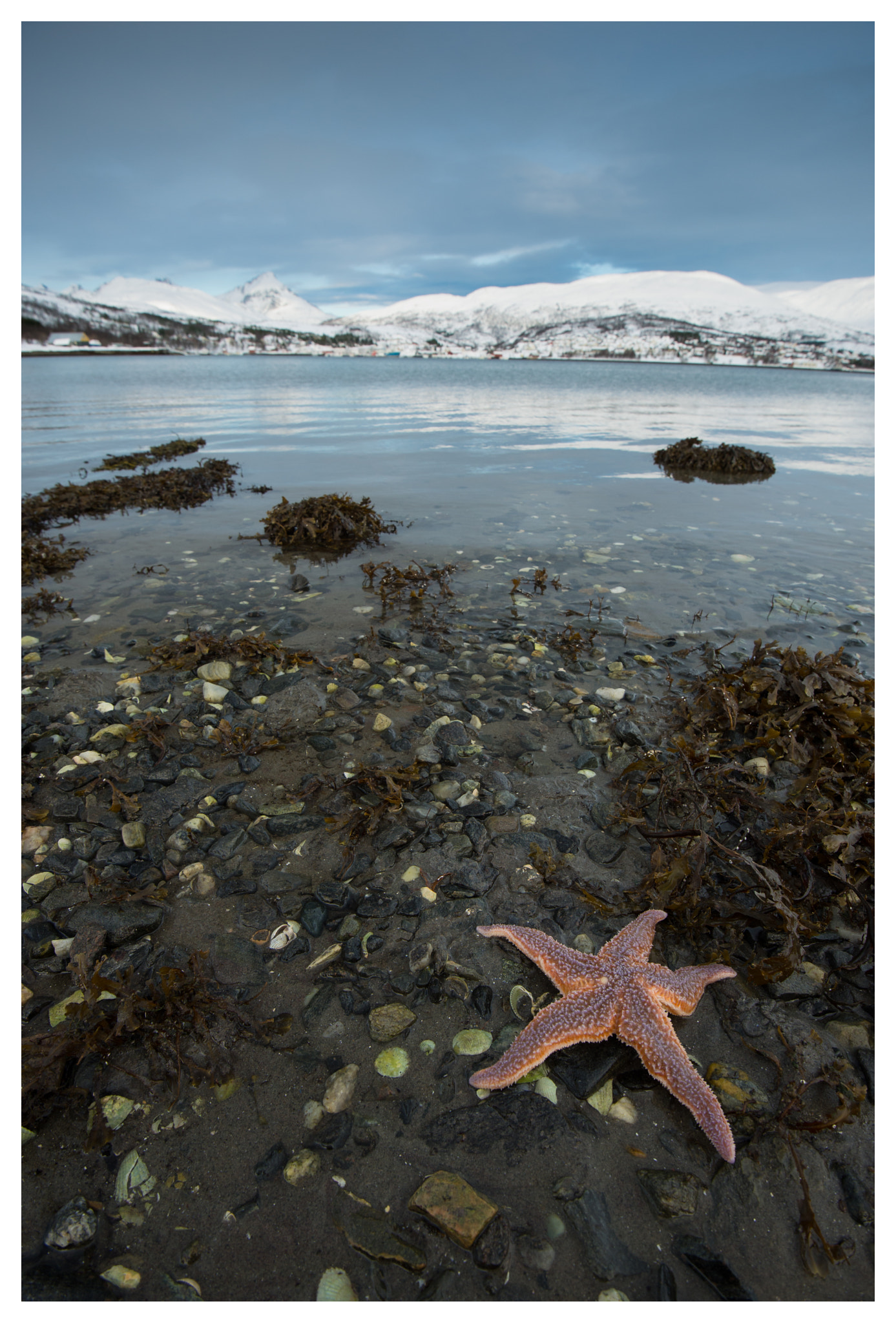Nikon D610 sample photo. Star on a beach - norway photography