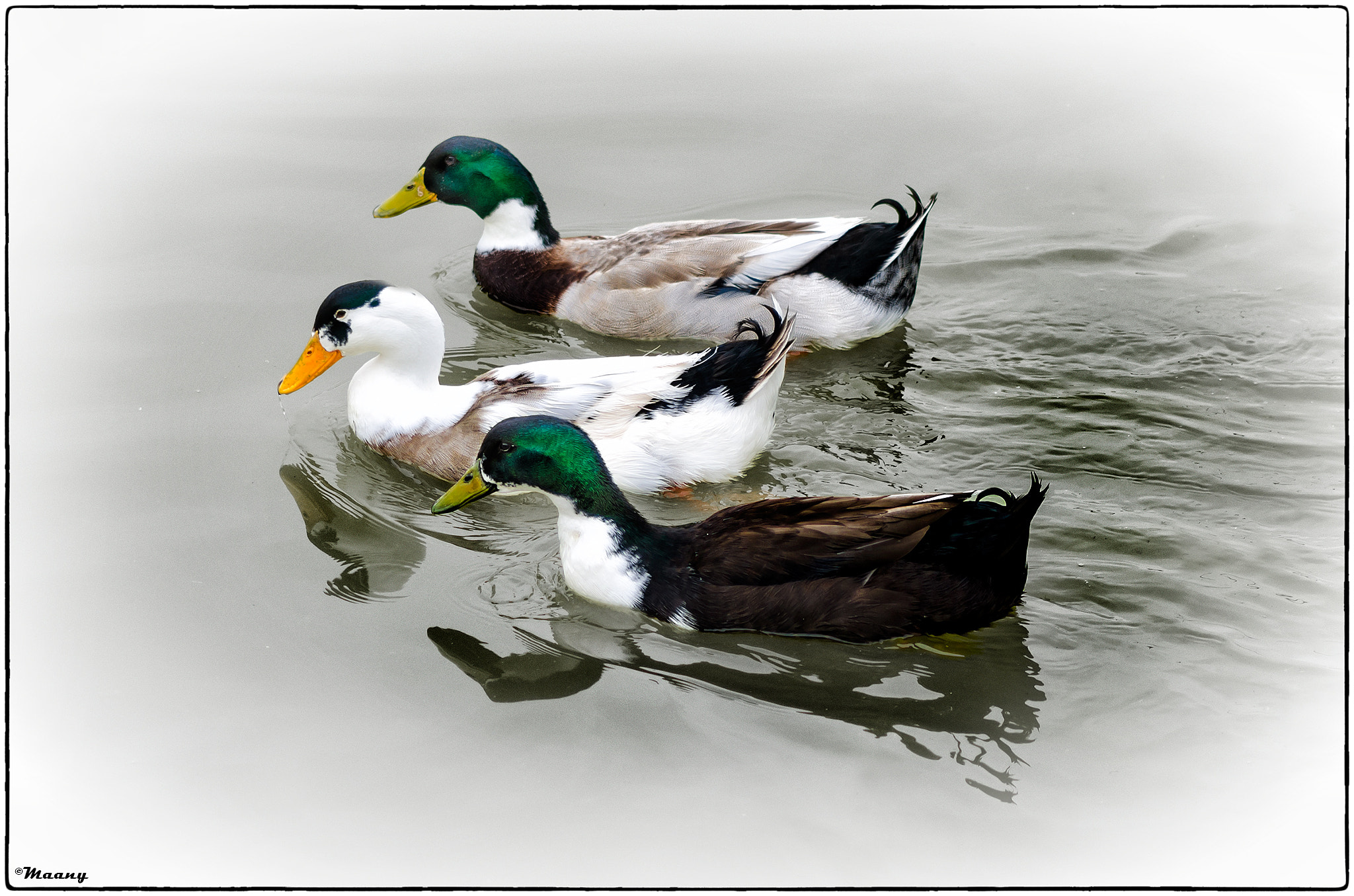 Tokina AT-X Pro 100mm F2.8 Macro sample photo. "let's make our escape" photography