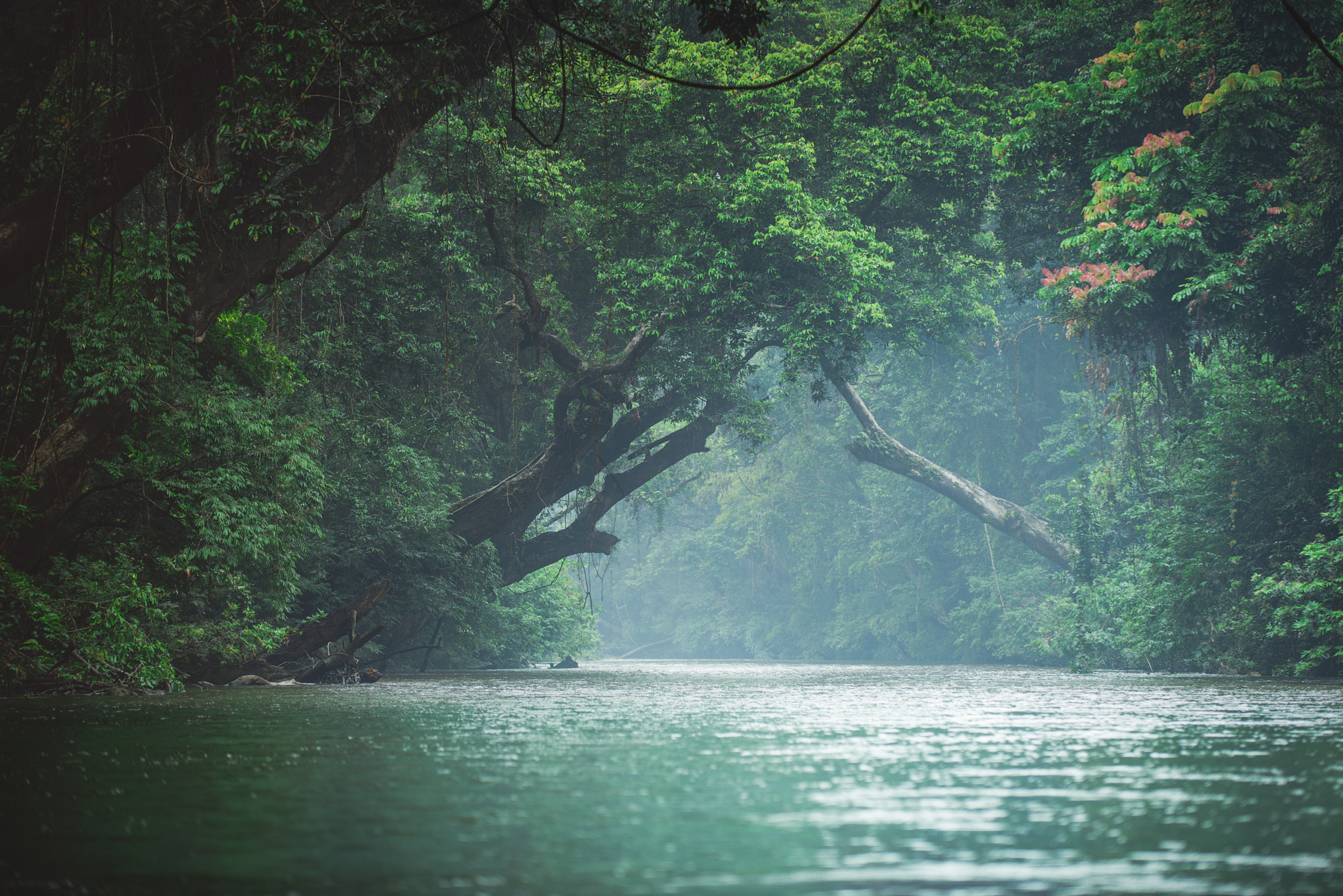 Nikon D800 sample photo. Deep jungle photography