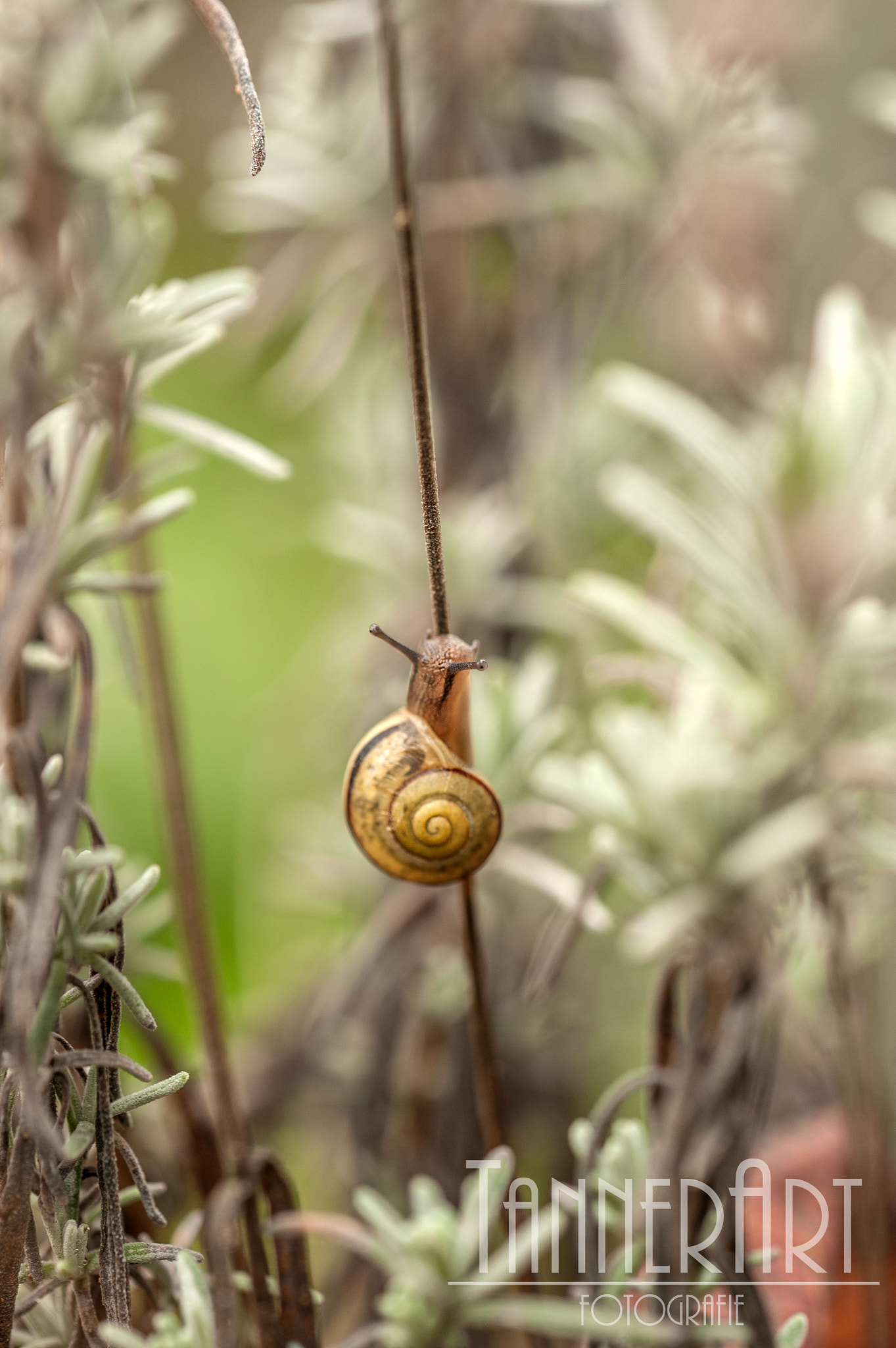 Sigma 150mm F2.8 EX DG OS Macro HSM sample photo. Hoch hinaus photography