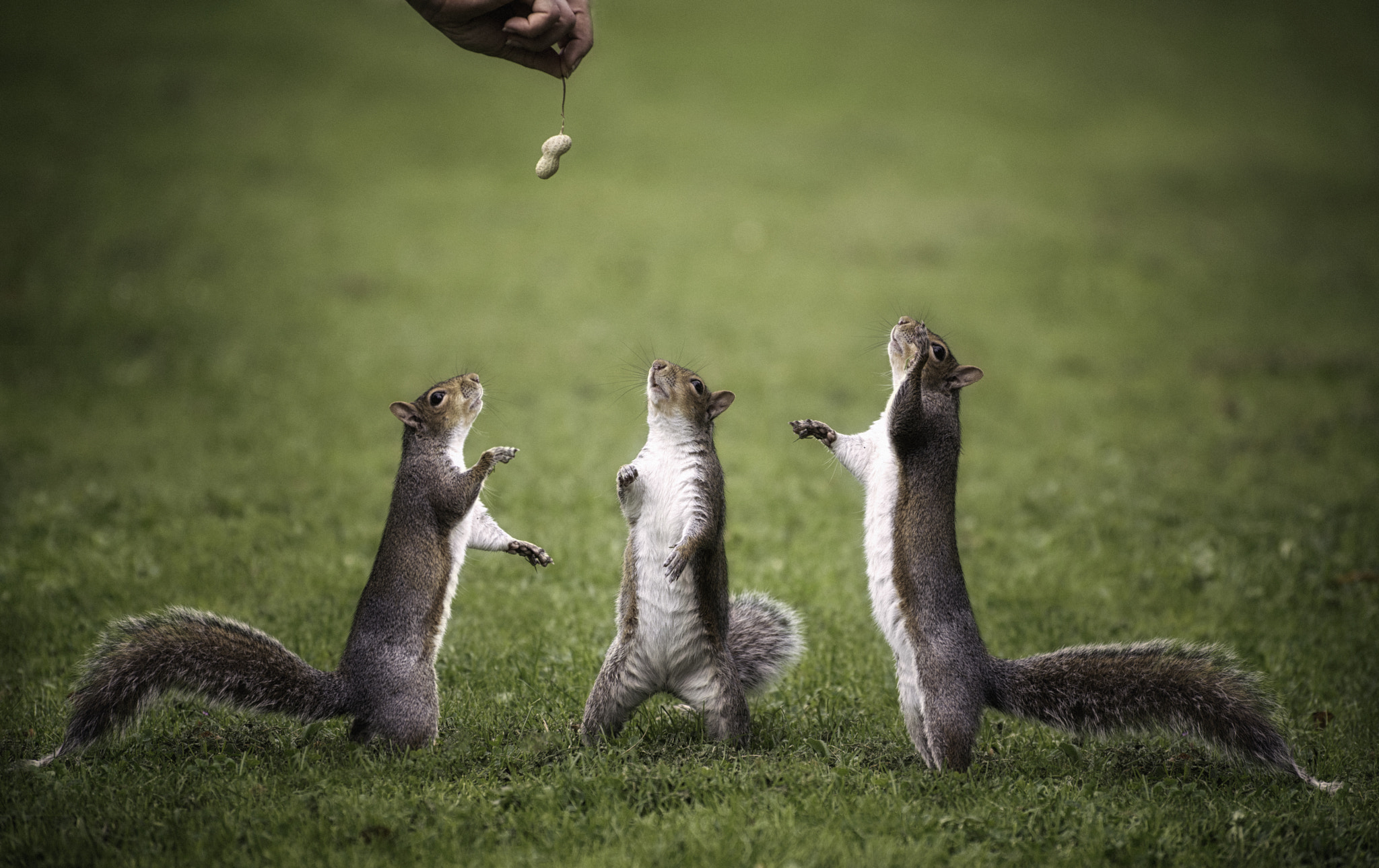 Nikon D600 sample photo. Squirrels photography