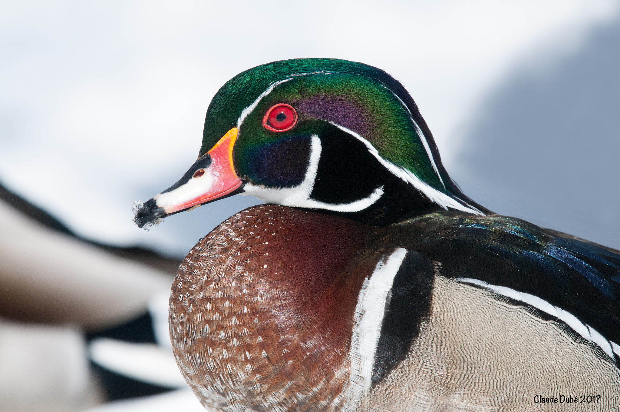 Nikon Nikkor AF-S 300mm F4E PF ED VR sample photo. Canard branchu, aix sponsa, wood duck photography