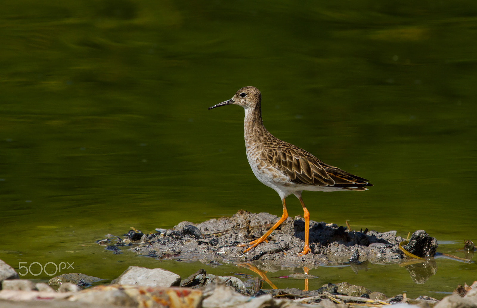 Canon EF 100-400mm F4.5-5.6L IS USM sample photo. Ruff photography