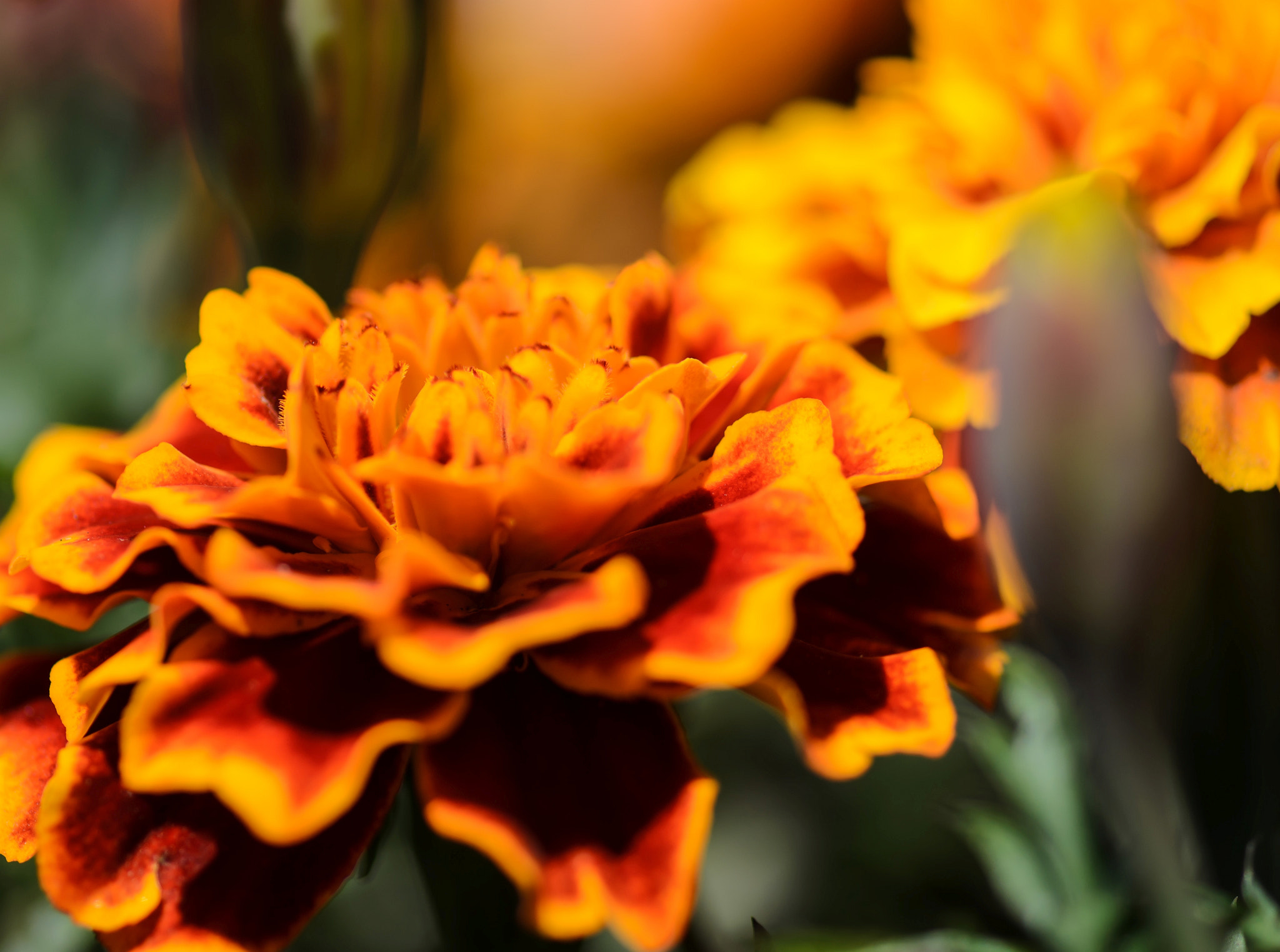 Nikon AF-S Micro-Nikkor 105mm F2.8G IF-ED VR sample photo. Orange beauty of nature photography