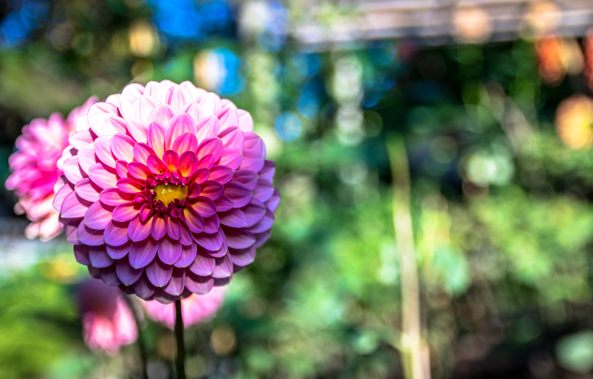 Canon EOS 760D (EOS Rebel T6s / EOS 8000D) + Canon EF-S 17-55mm F2.8 IS USM sample photo. Tokyo - ueno-park - dahlia photography