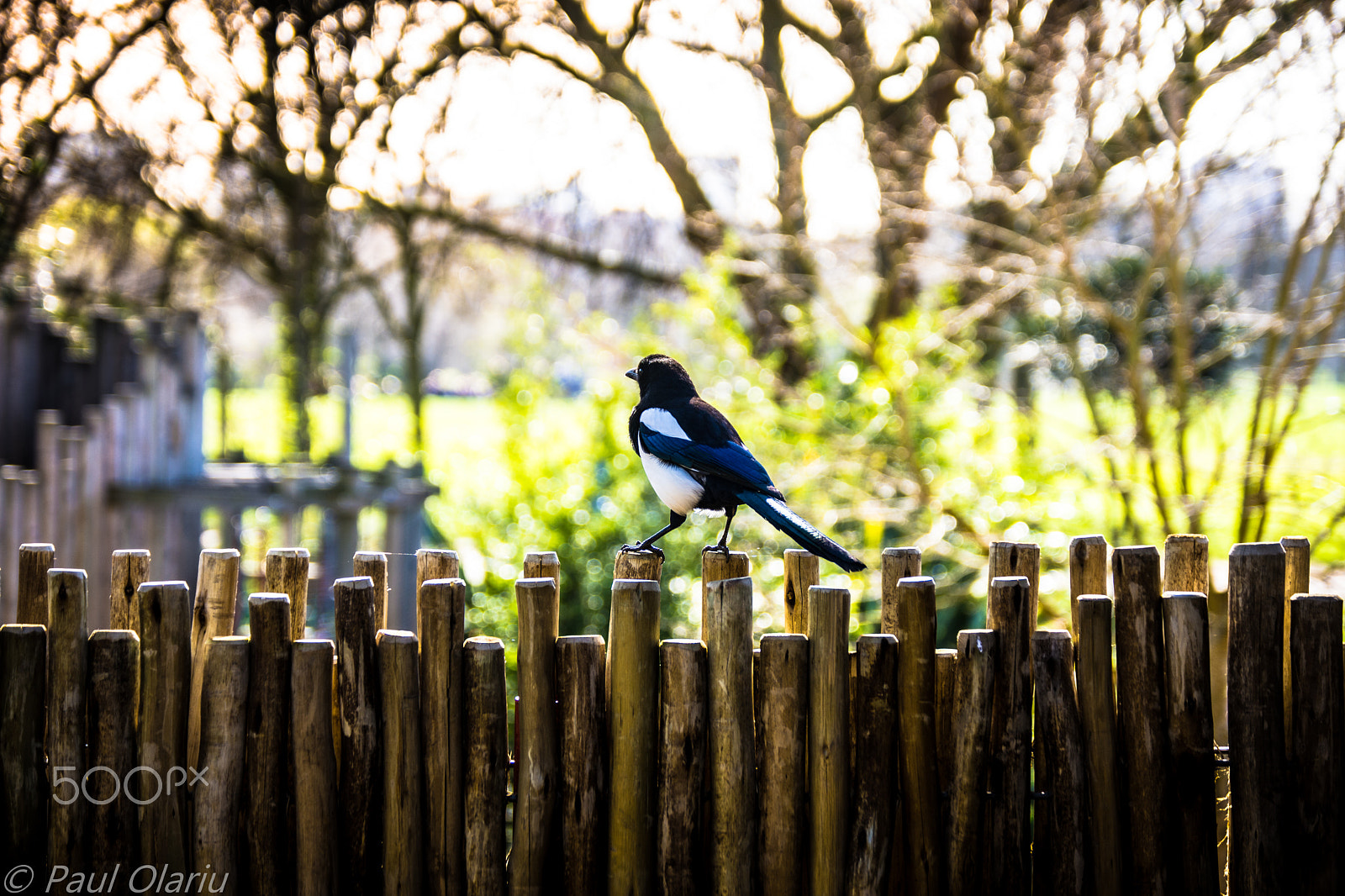 Nikon D7200 sample photo. Chiling bird on a fence photography